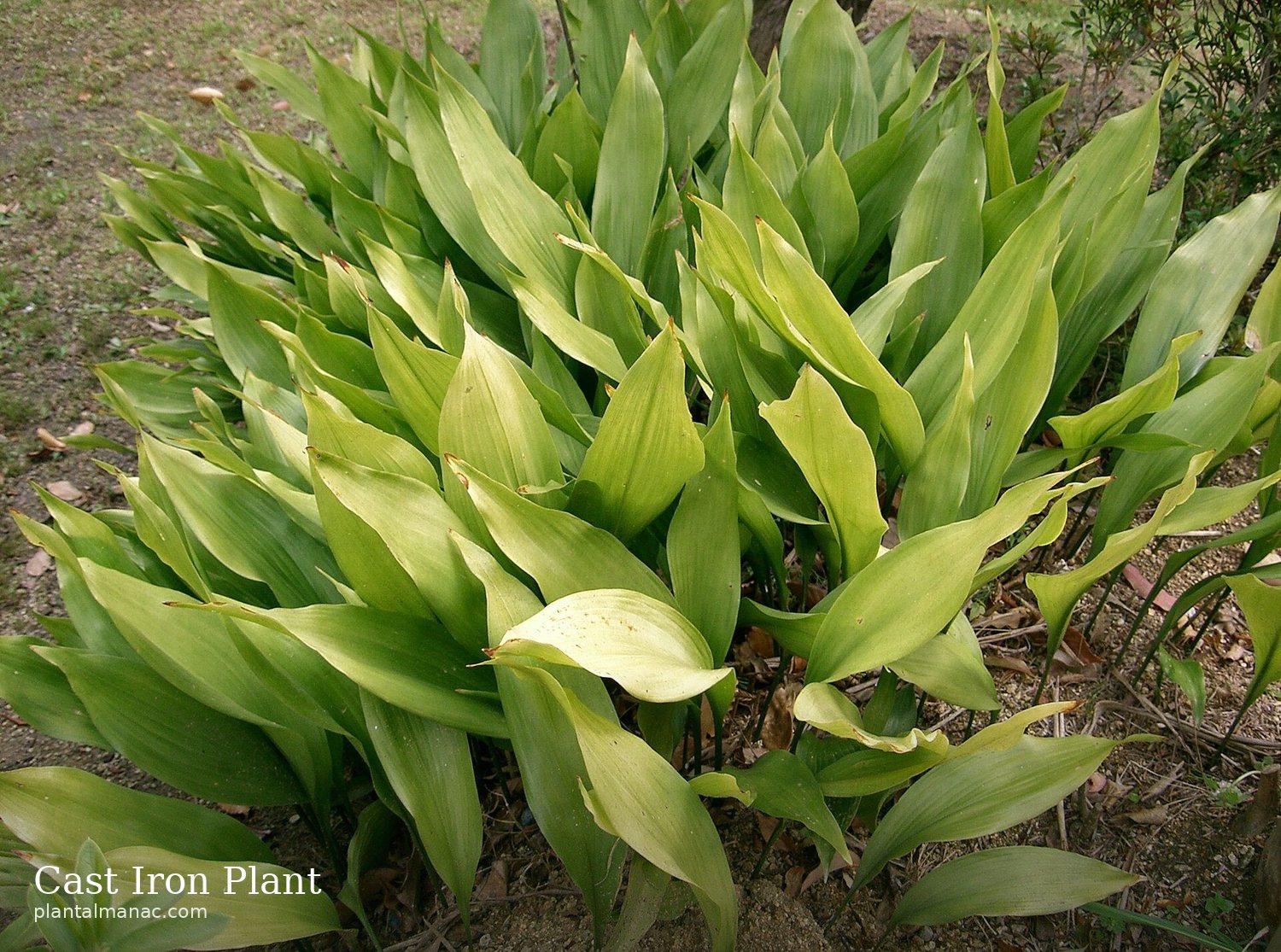 Cast Iron Plant (Aspidistra elatior)