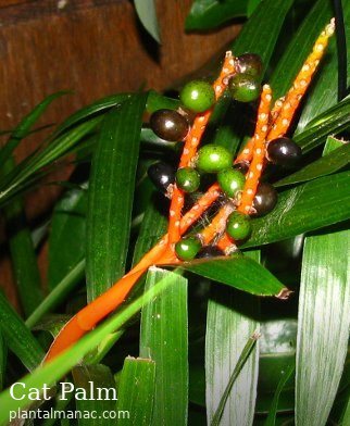 Katzenpalme (Chamaedorea cataractarum)