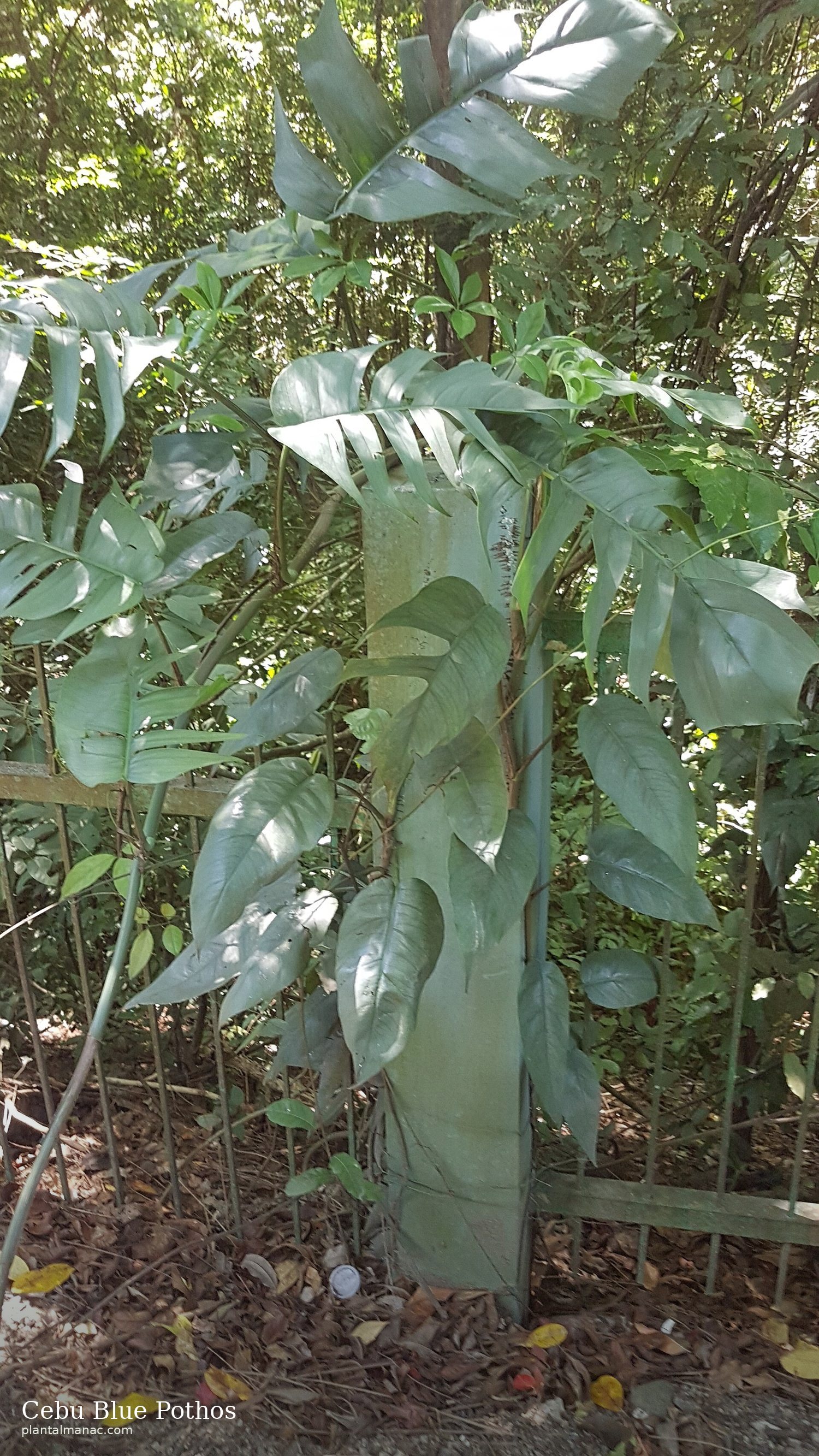 Cebu Blue Pothos (Epipremnum pinnatum)