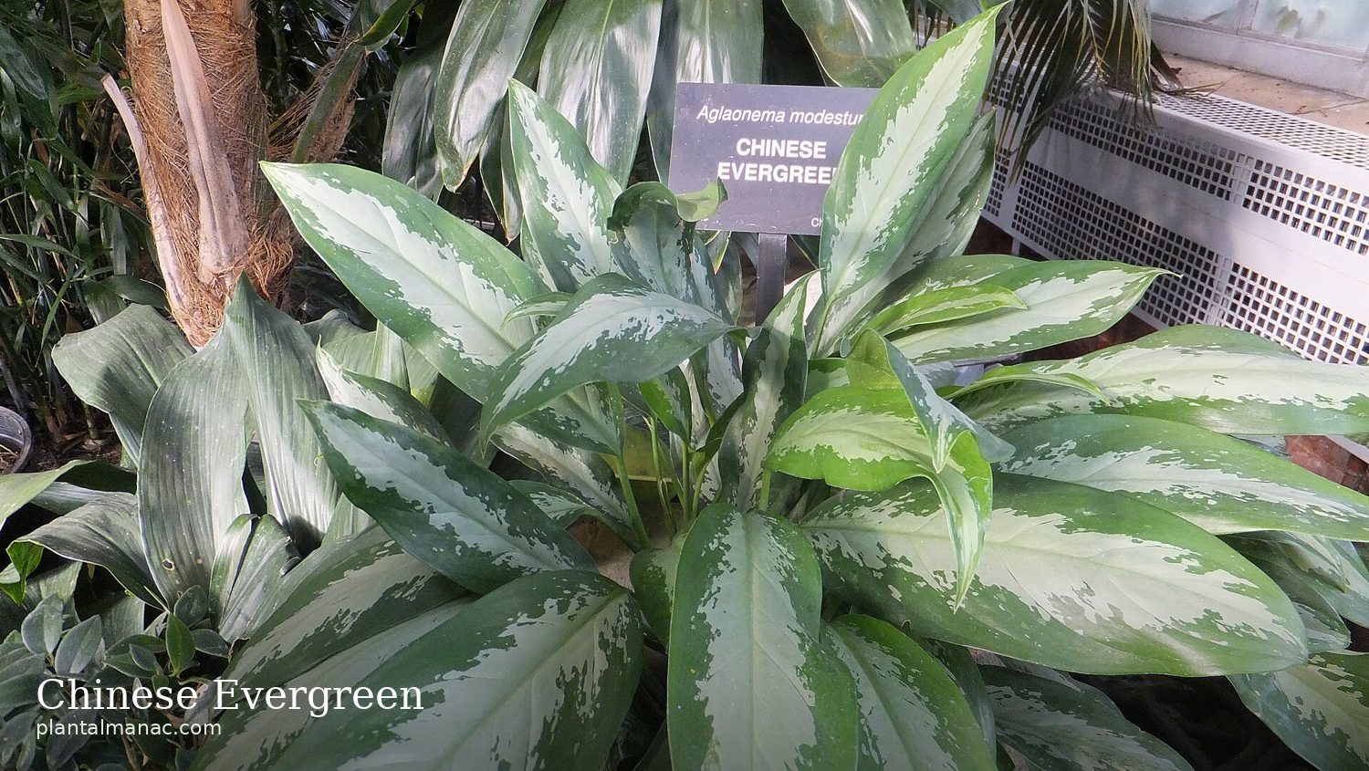 Chinese Evergreen (Aglaonema modestum)
