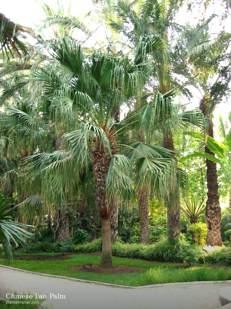 Chinesische Fächerpalme (Livistona chinensis)