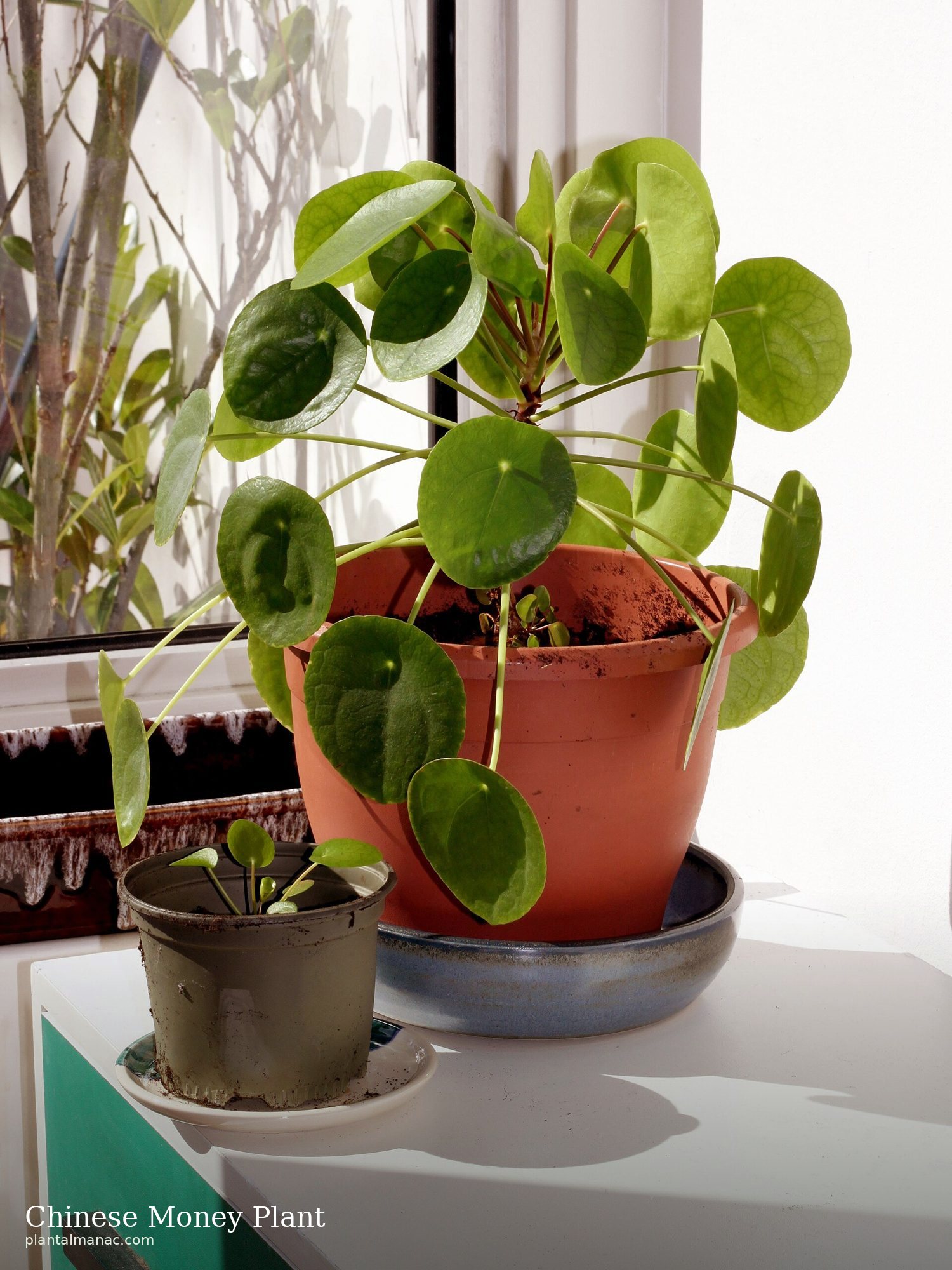 Chinese Money Plant (Pilea peperomioides)