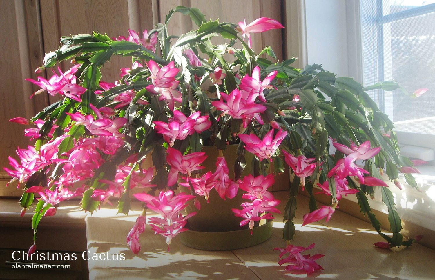 Christmas Cactus (Schlumbergera bridgesii)