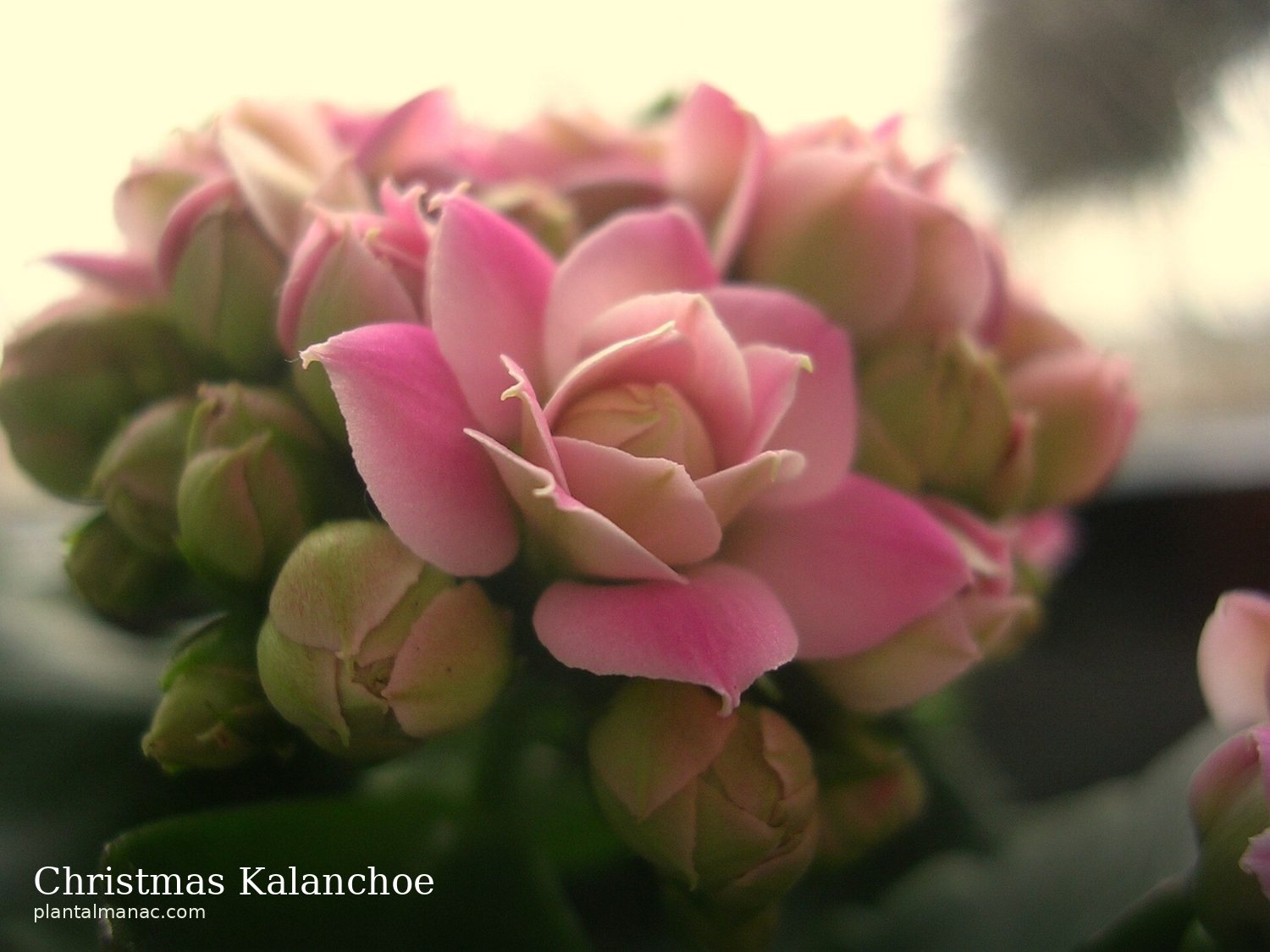 Christmas Kalanchoe (Kalanchoe Calandiva)