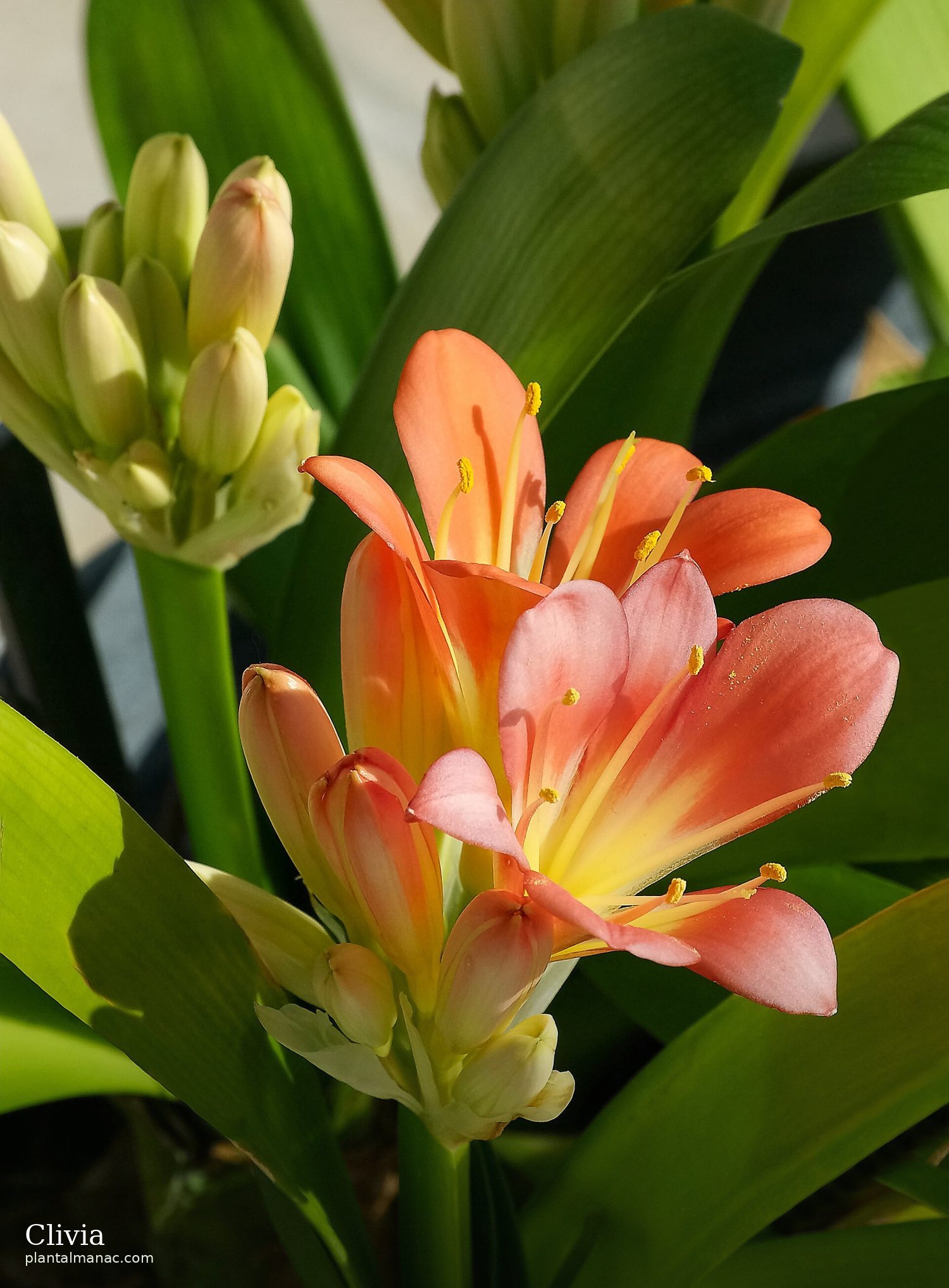 Clivia (Clivia miniata)