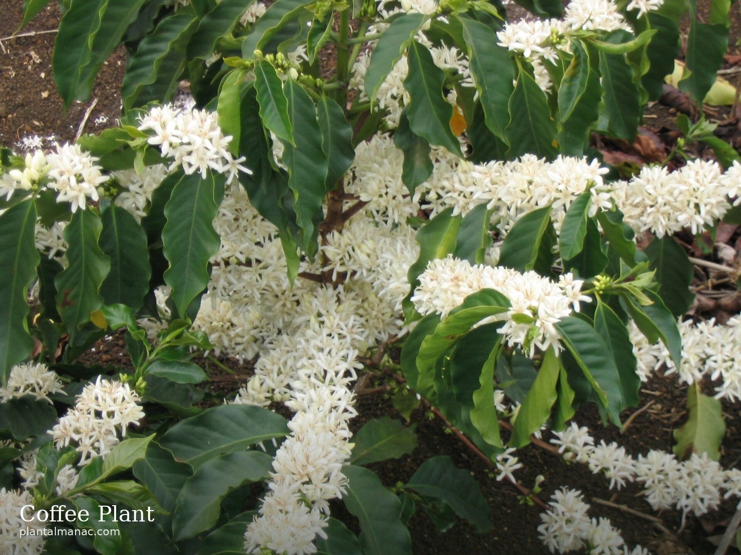Kaffeepflanze (Coffea arabica)
