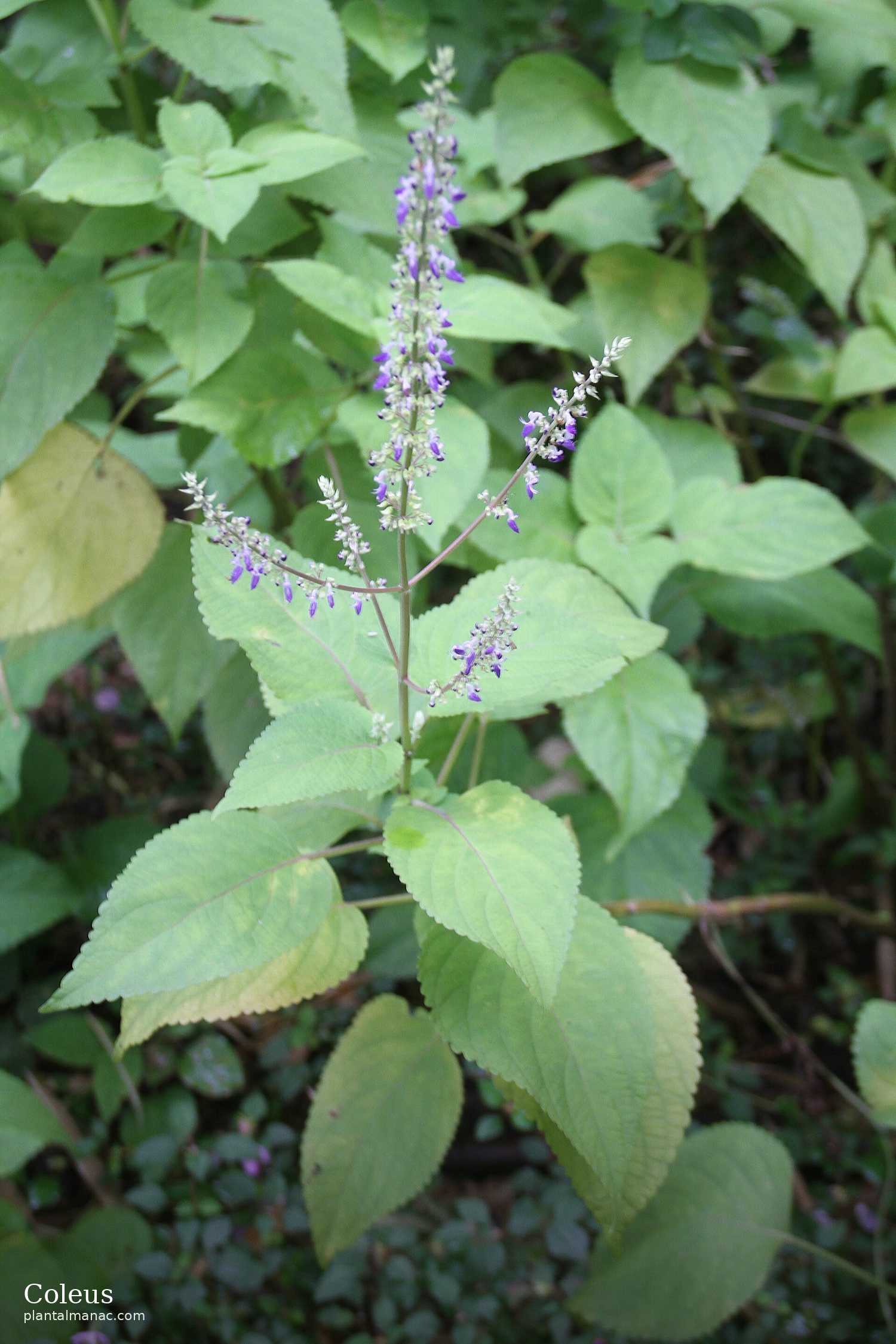 Coleus (Coleus scutellarioides)