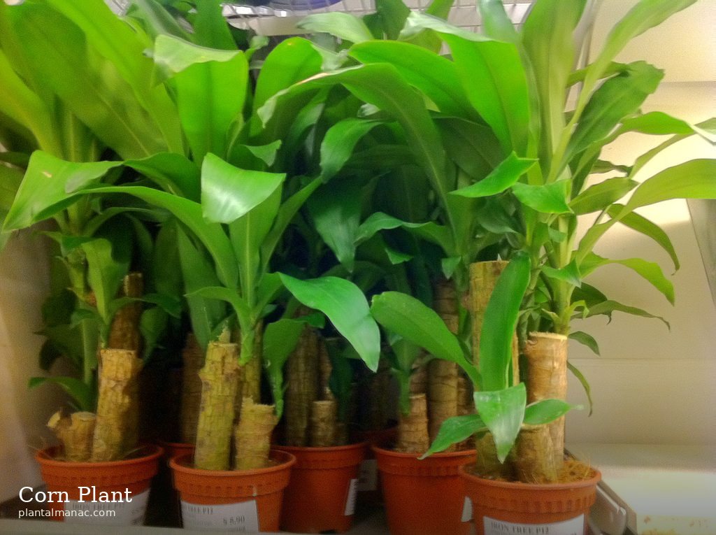 Corn Plant (Dracaena fragrans)