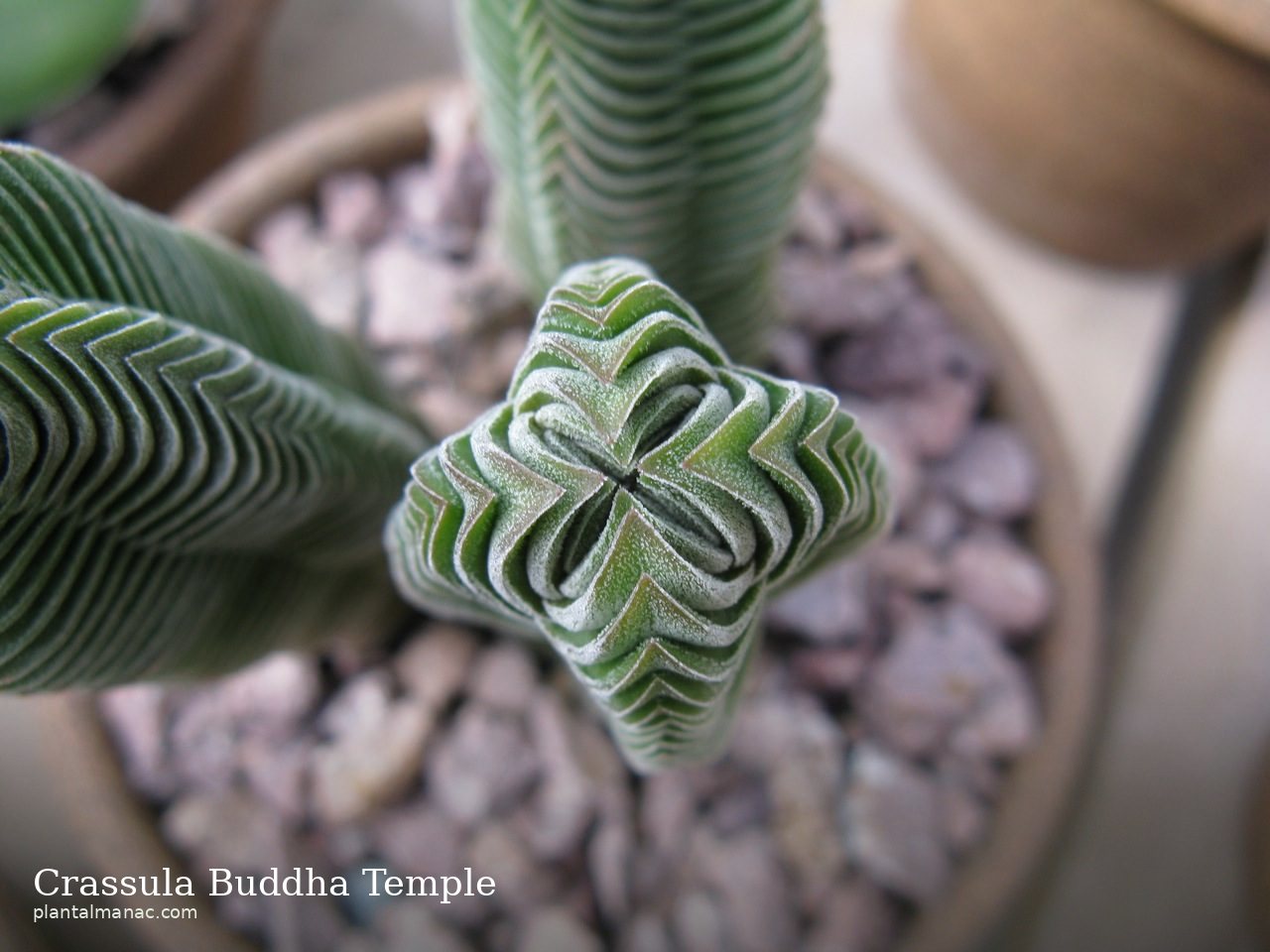 Crassula Buddha Temple (Crassula Buddha's Temple)