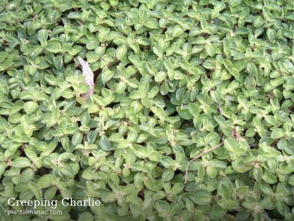 Creeping Charlie (Pilea nummulariifolia)