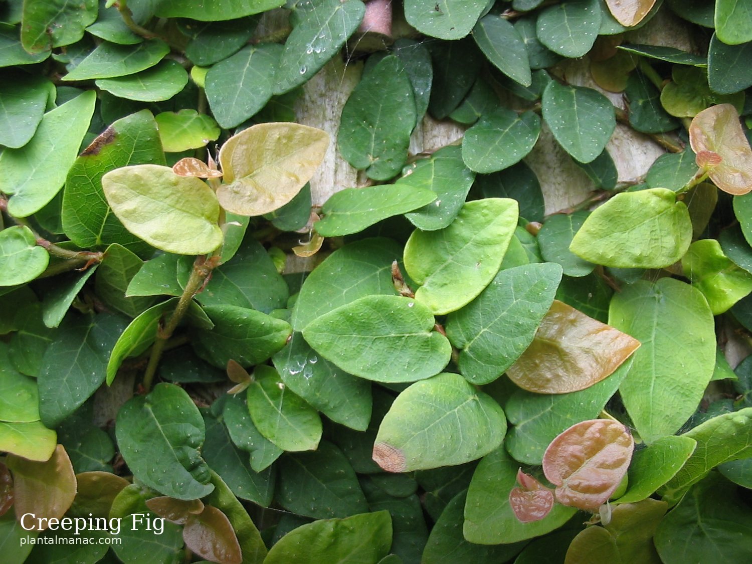 Kriechende Feige (Ficus pumila)