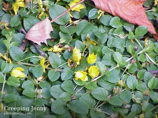 Creeping Jenny (Lysimachia nummularia)
