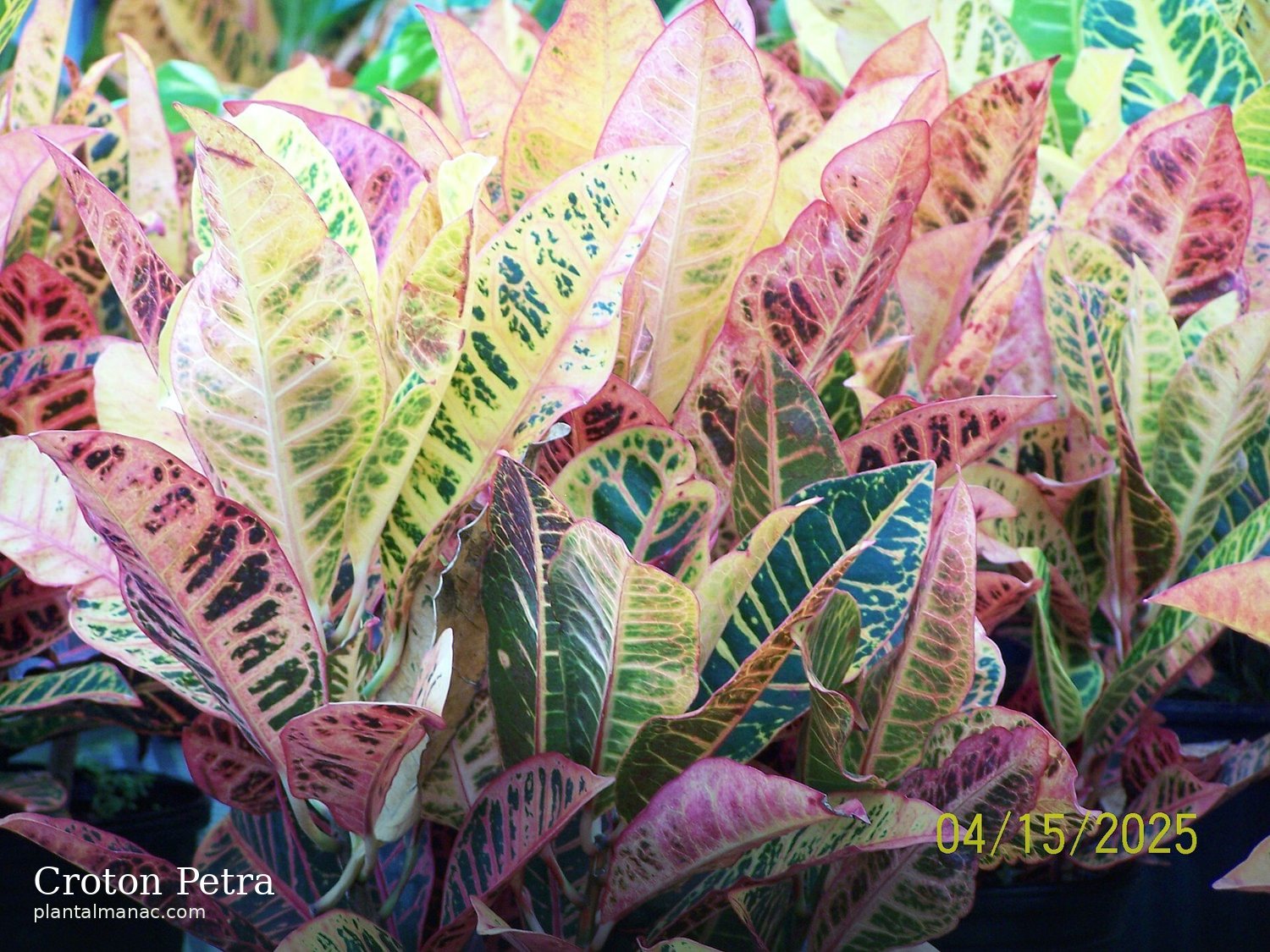 Croton Petra (Codiaeum variegatum Petra)