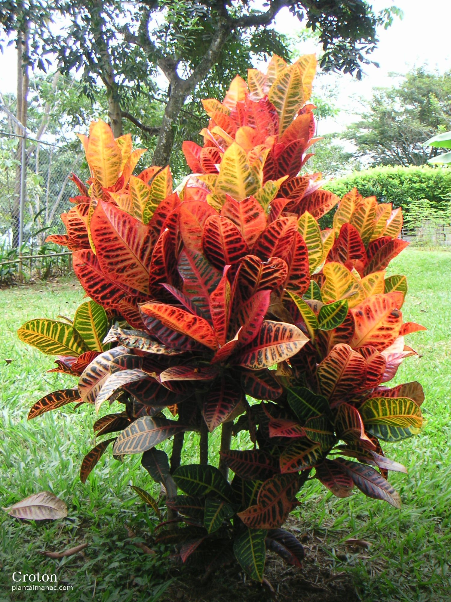 Croton (Codiaeum variegatum)