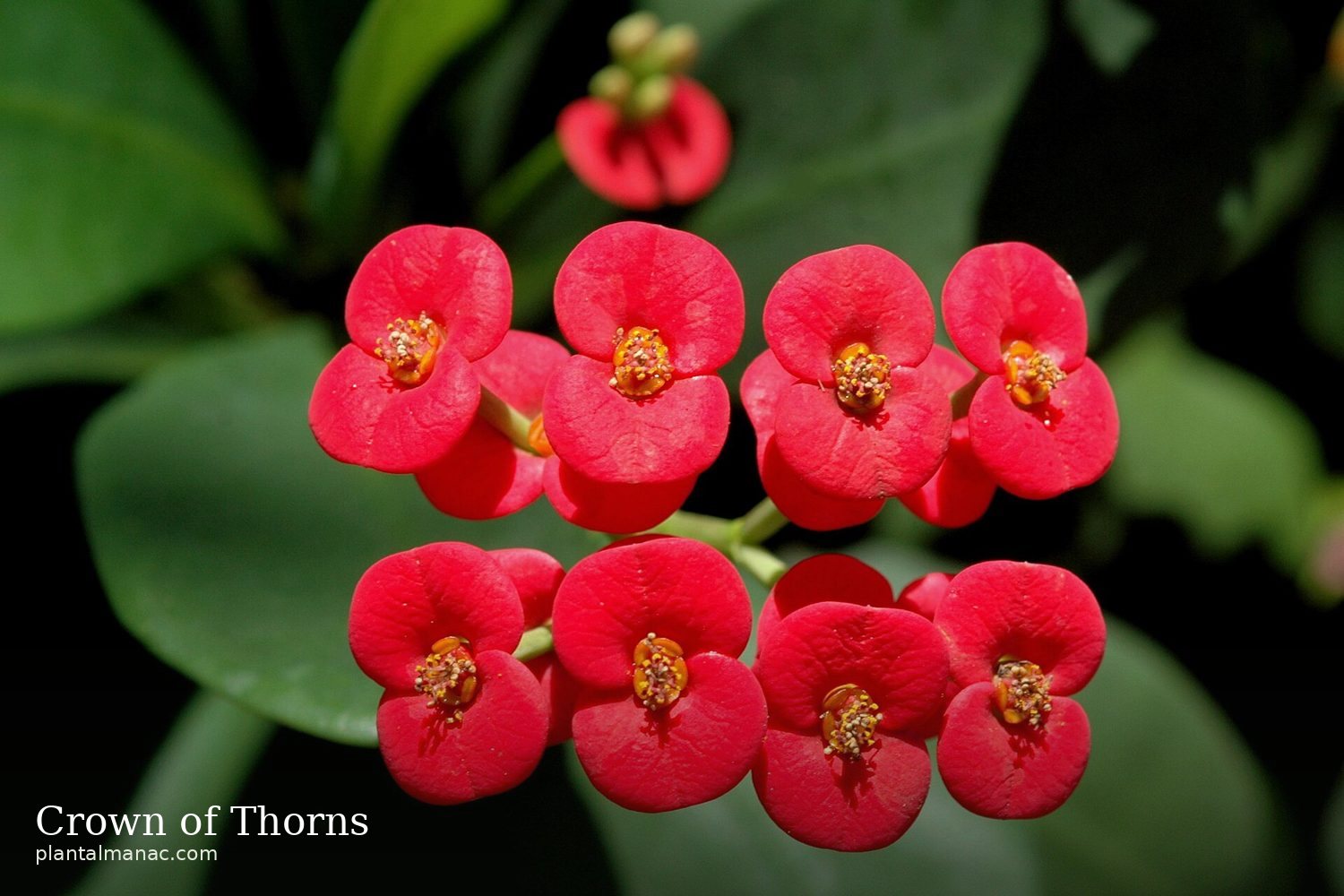Crown of Thorns (Euphorbia milii)