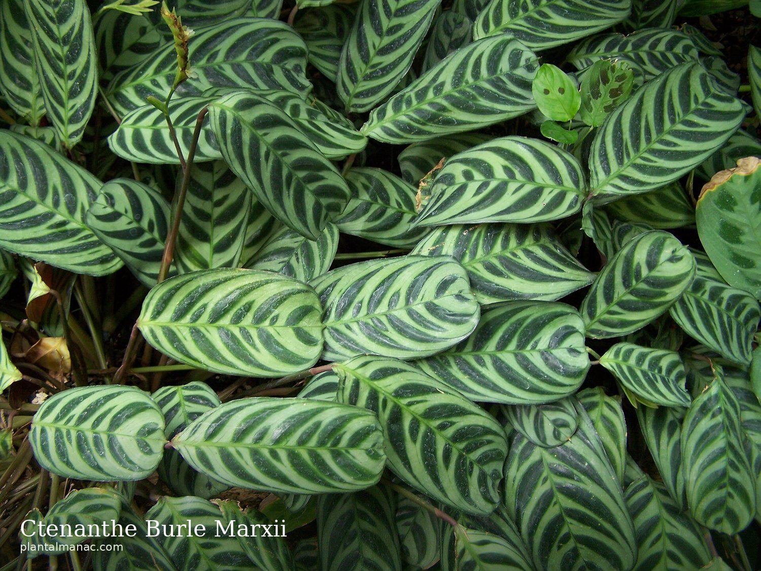 Ctenanthe Burle Marxii (Ctenanthe burle-marxii)