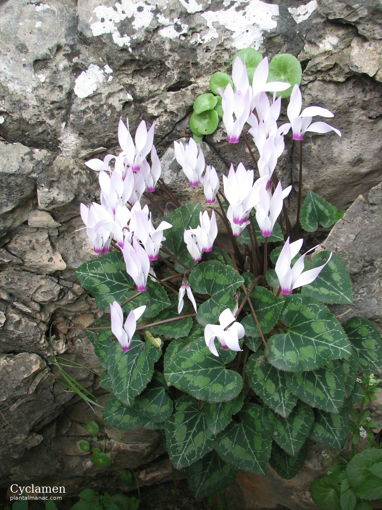 Cyclamen (Cyclamen persicum)