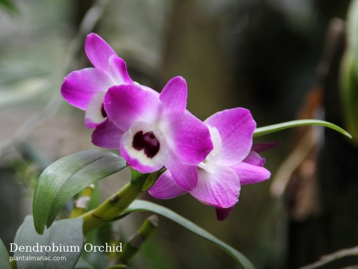 Dendrobium Orchidee (Dendrobium nobile)