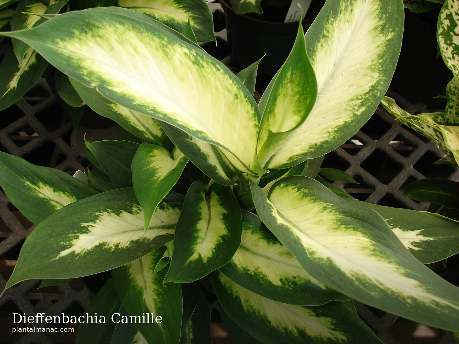Dieffenbachia Camille (Dieffenbachia Camille)