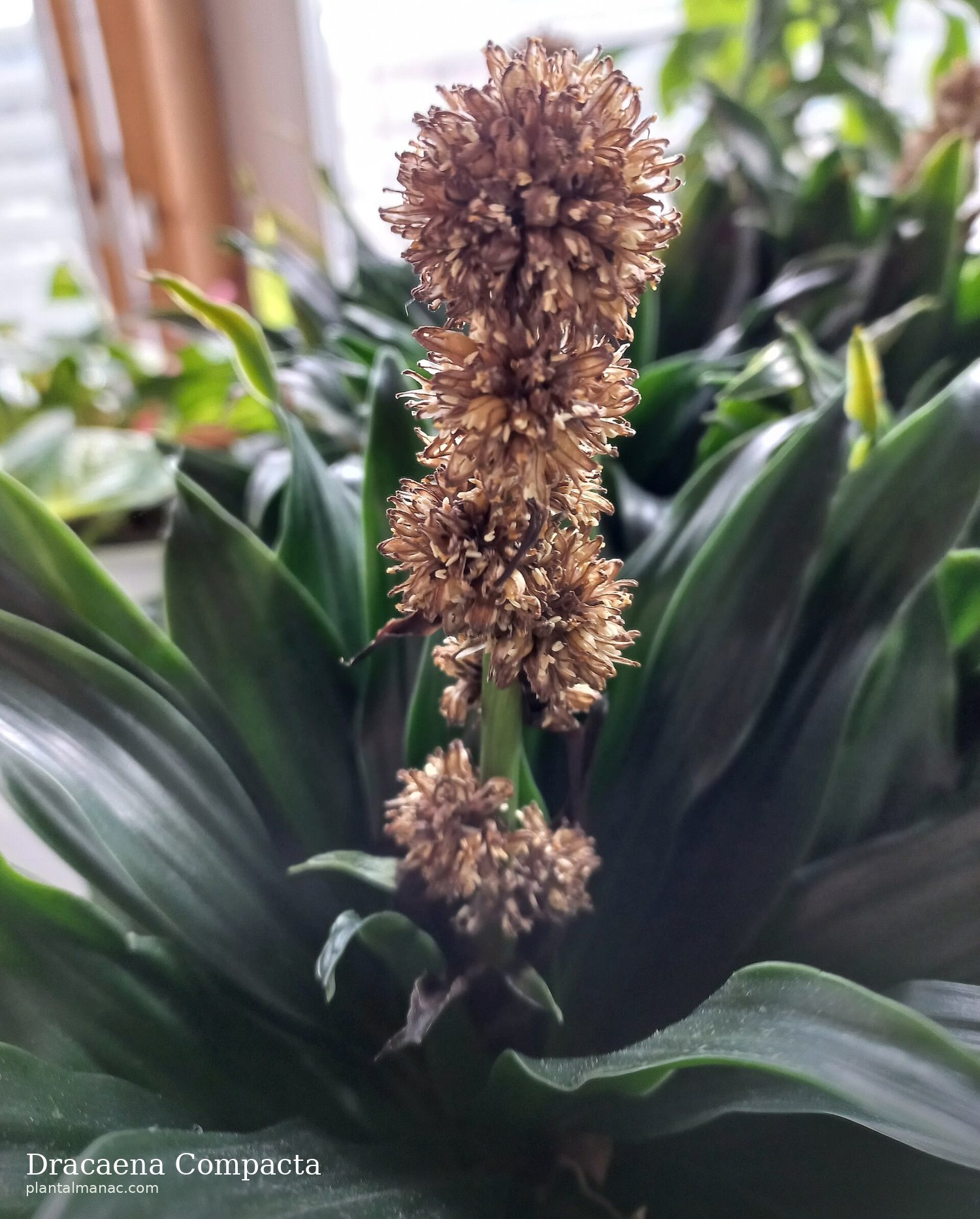 Dracaena Compacta (Dracaena fragrans Compacta)