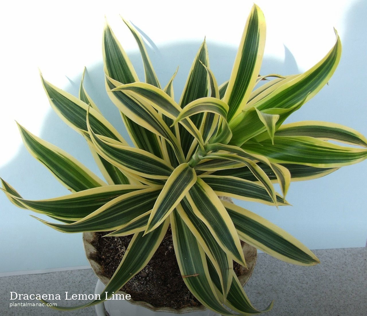 Dracaena Lemon Lime (Dracaena fragrans Lemon Lime)