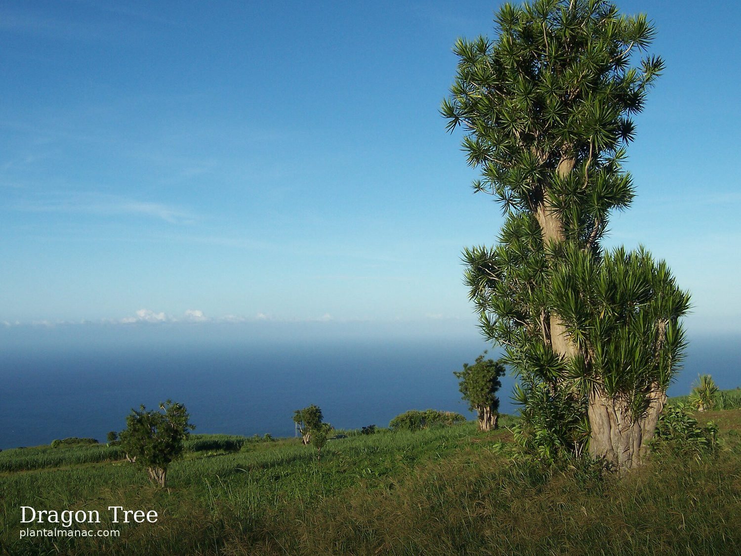 Dragon Tree (Dracaena marginata)