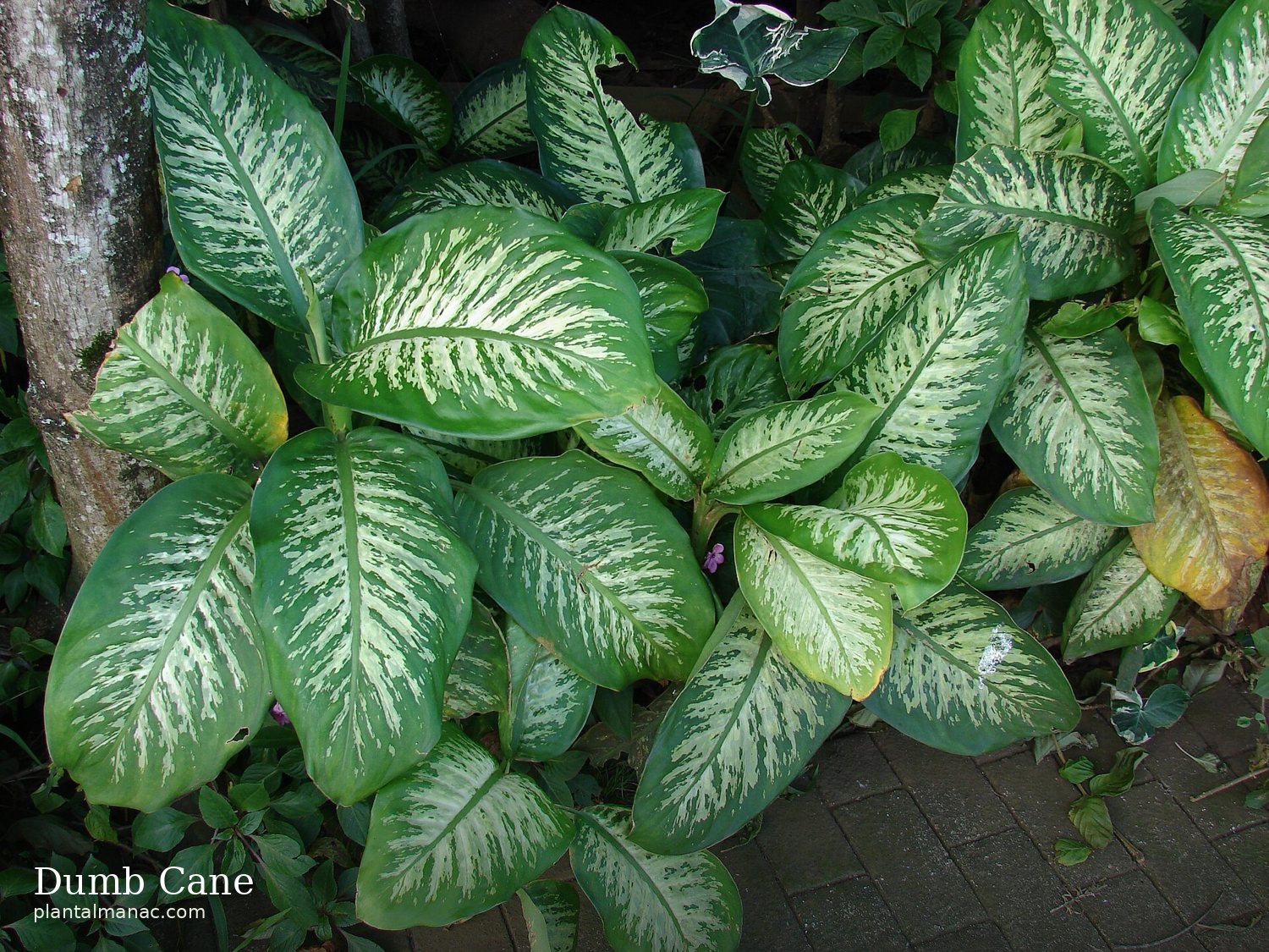 Dumb Cane (Dieffenbachia seguine)
