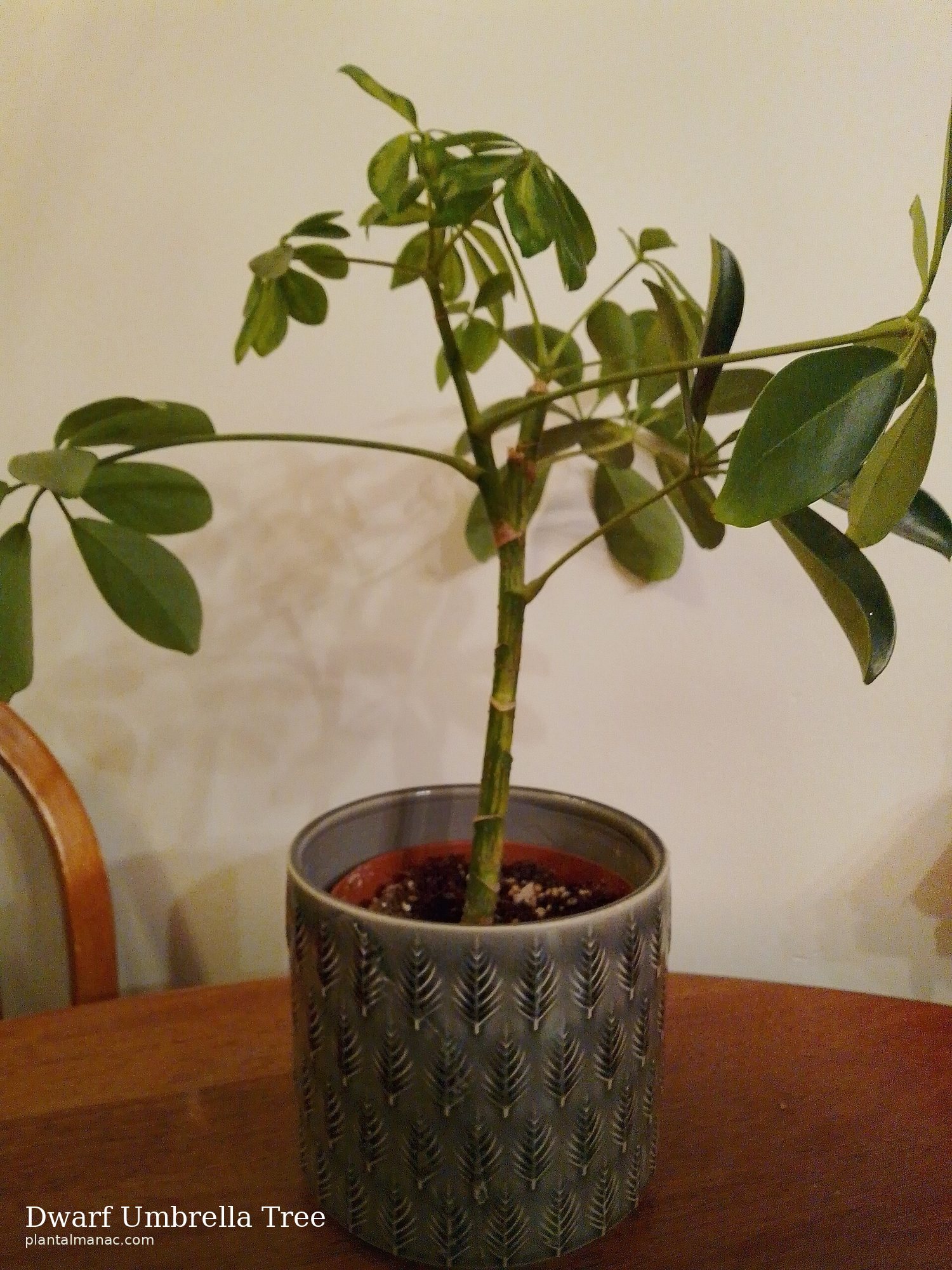 Dwarf Umbrella Tree (Schefflera arboricola Gold Capella)