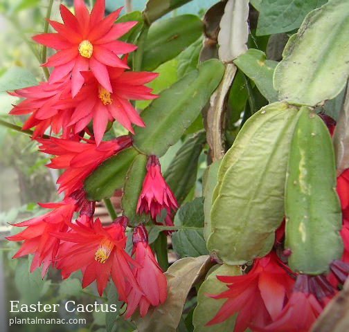 Easter Cactus (Hatiora gaertneri)