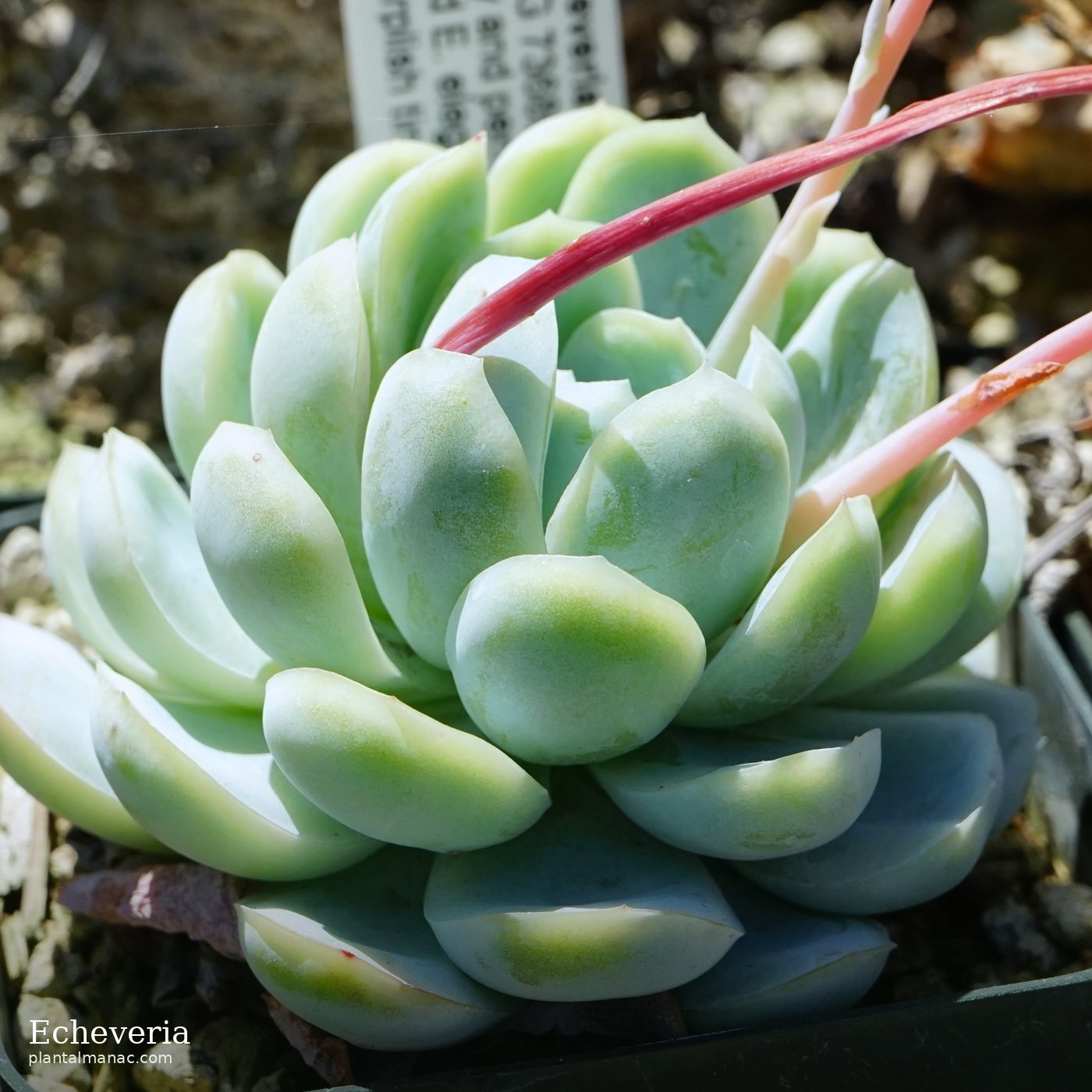 Echeveria (Echeveria elegans)
