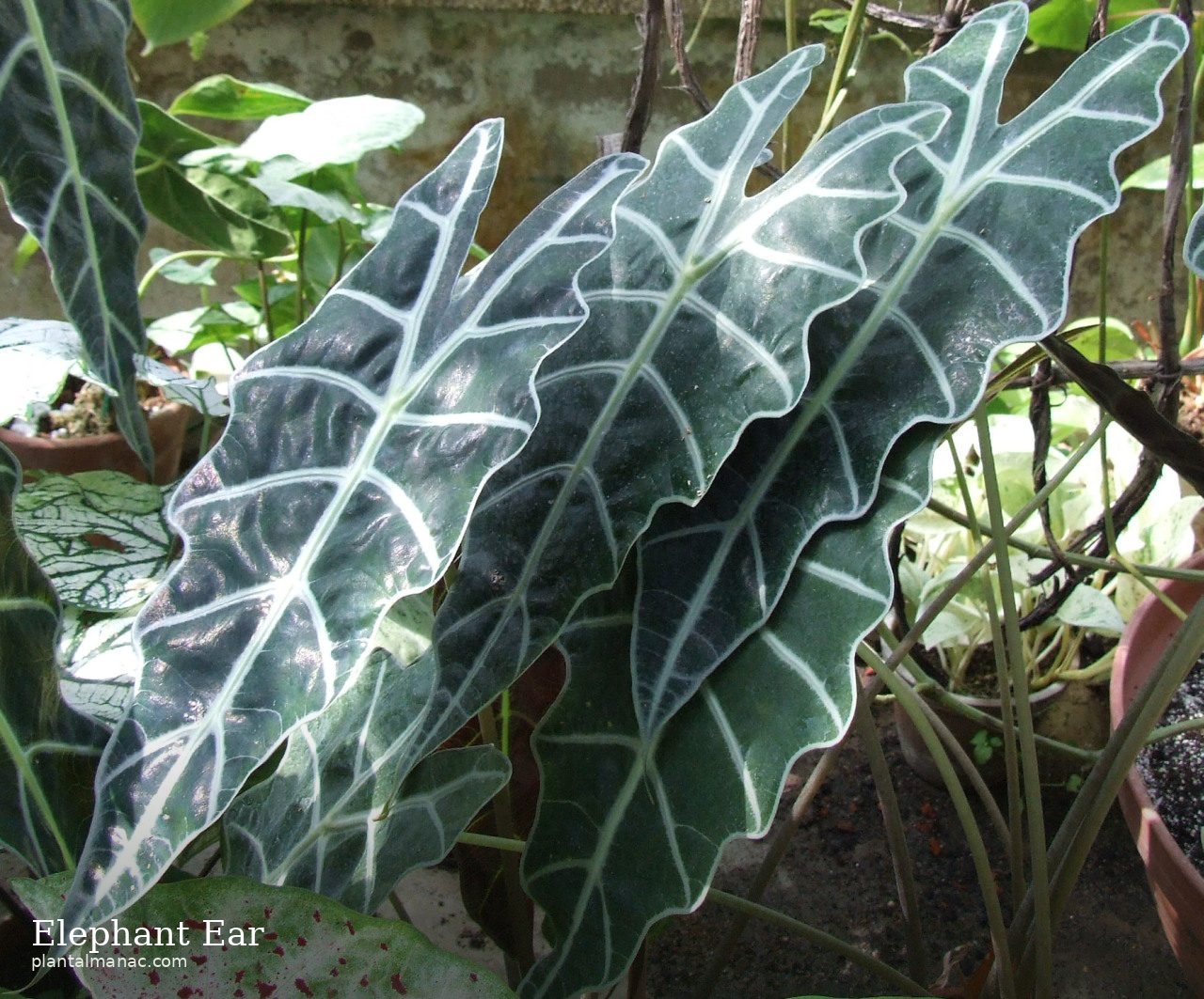 Elefantenohr (Alocasia amazonica)