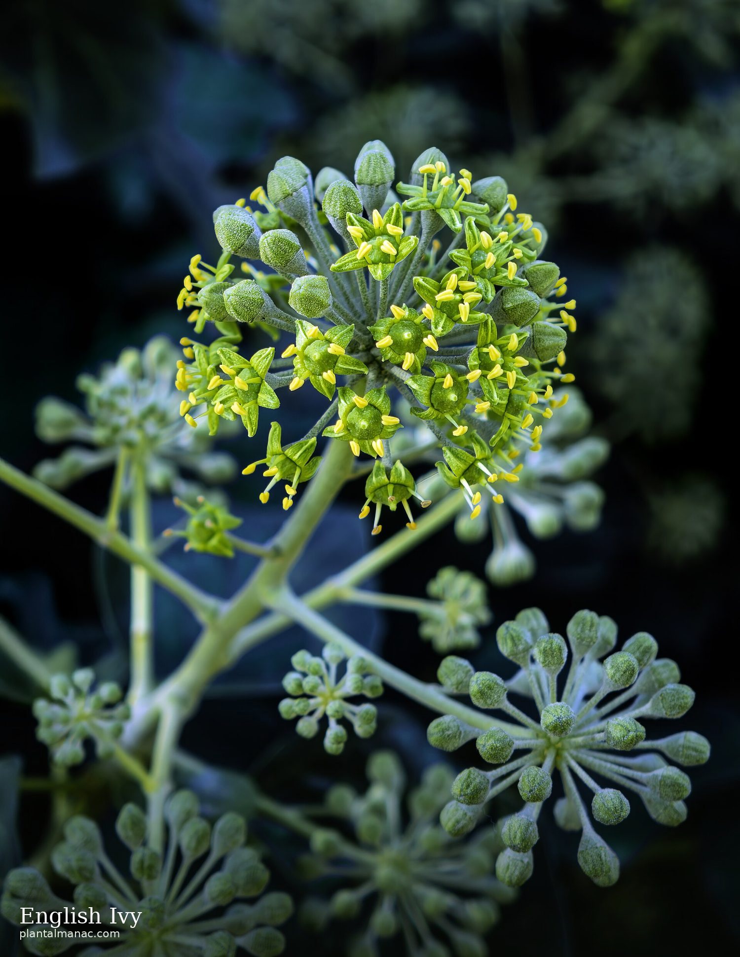 English Ivy (Hedera helix)