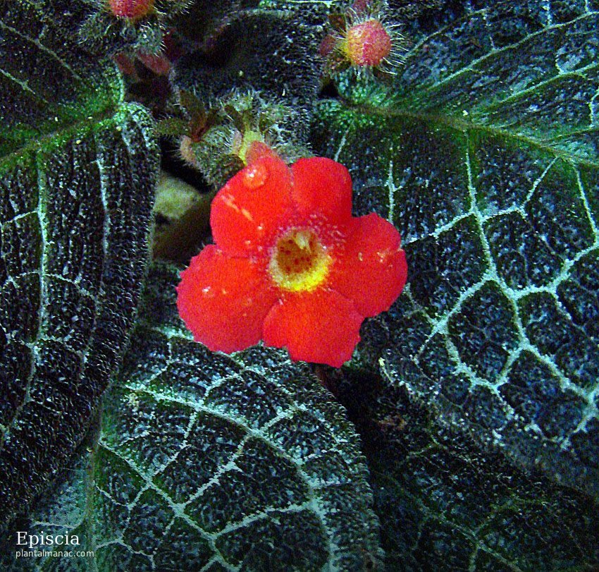 Episcia (Episcia cupreata)