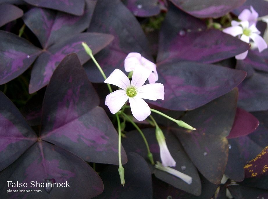 False Shamrock (Oxalis triangularis)