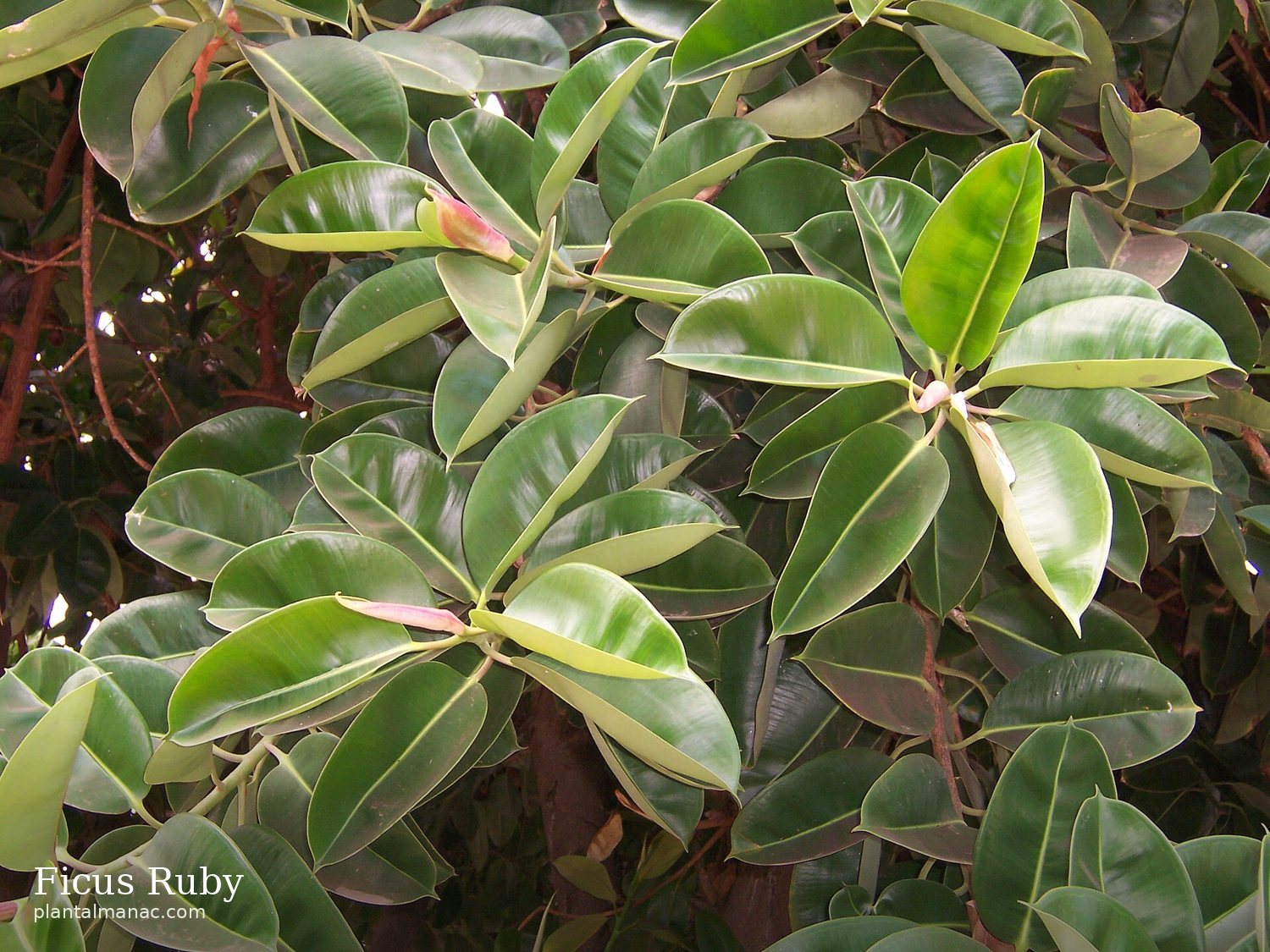 Ficus Ruby (Ficus elastica Ruby)