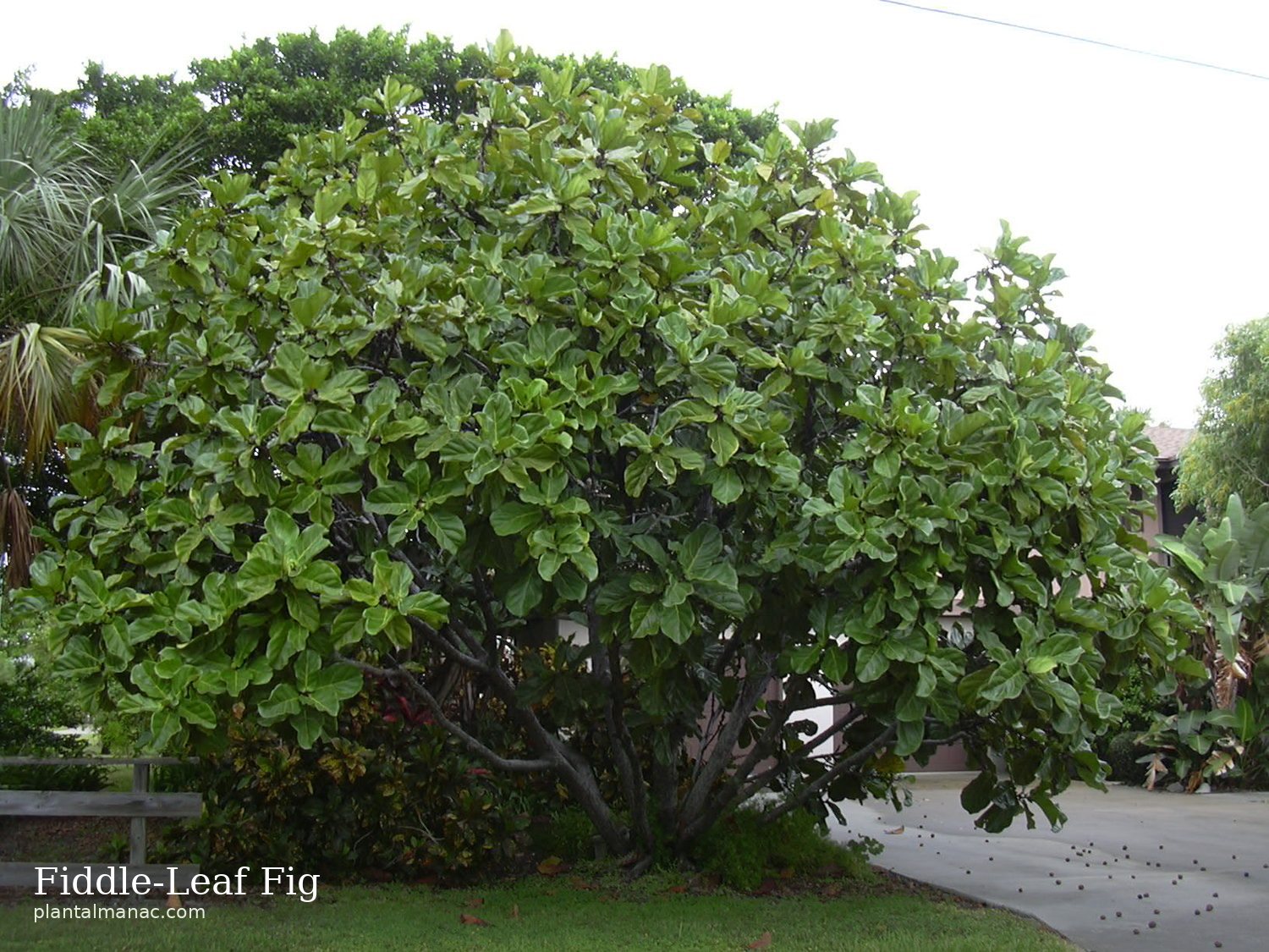 Fiddle-Leaf Fig (Ficus lyrata)