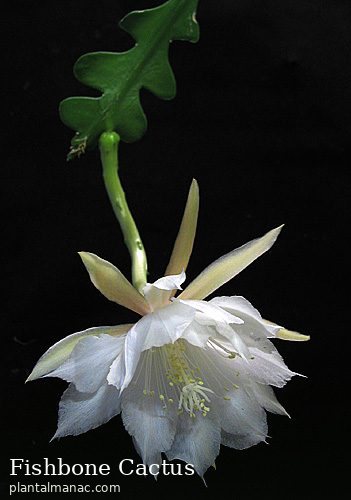 Fishbone Cactus (Disocactus anguliger)