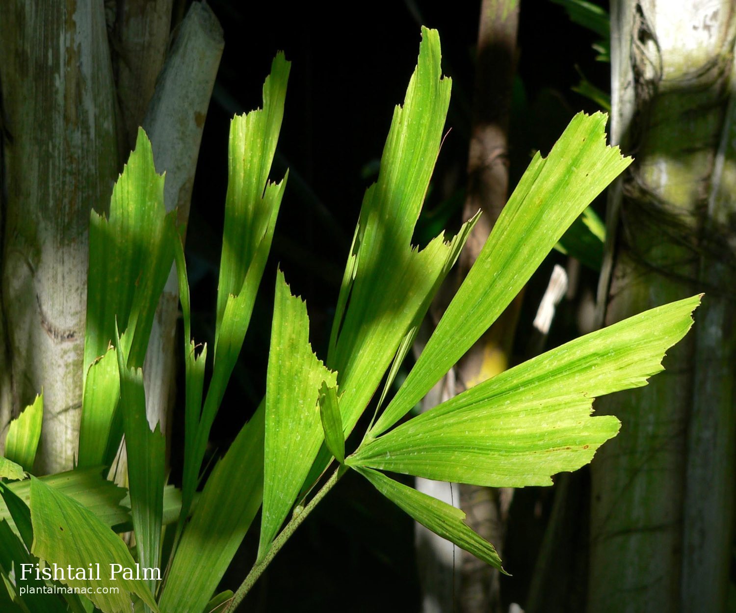 Fischschwanzpalme (Caryota mitis)
