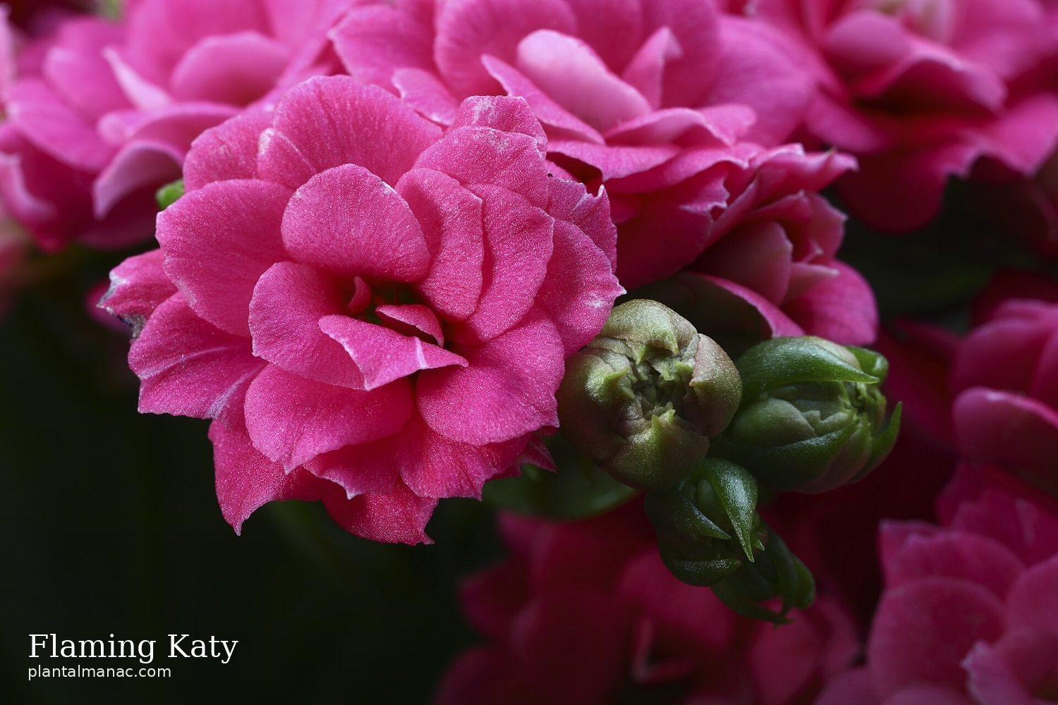 Flaming Katy (Kalanchoe blossfeldiana)
