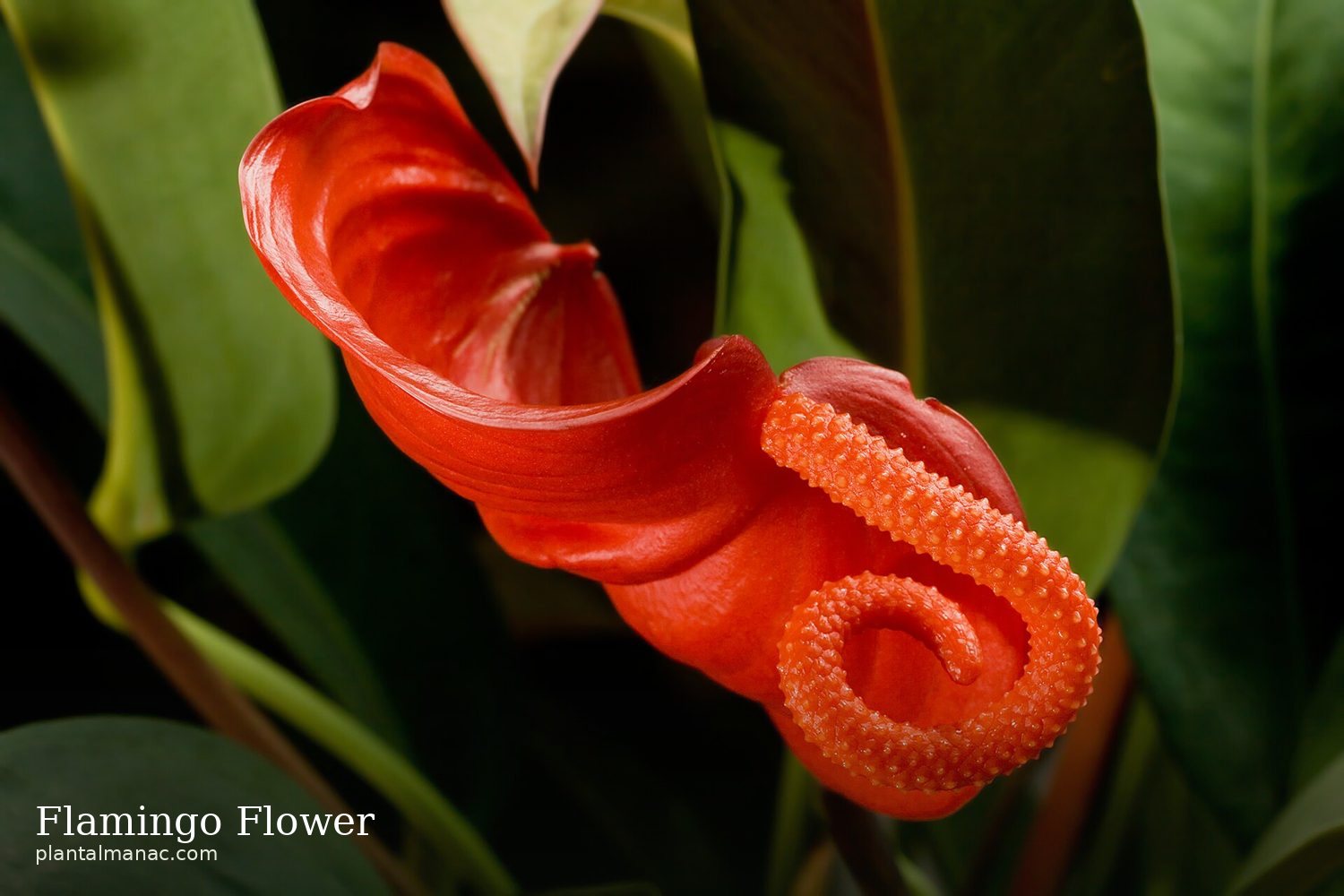 Flamingoblume (Anthurium scherzerianum)