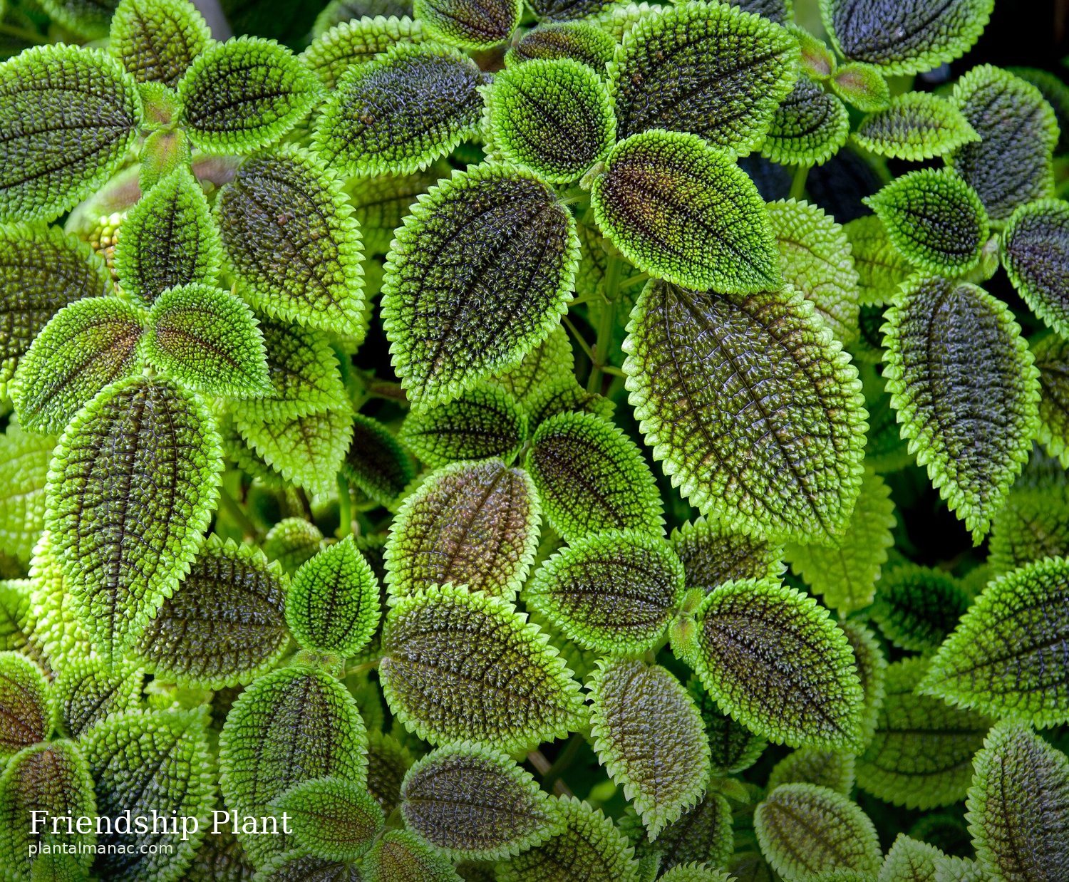 Freundschaftspflanze (Pilea involucrata)