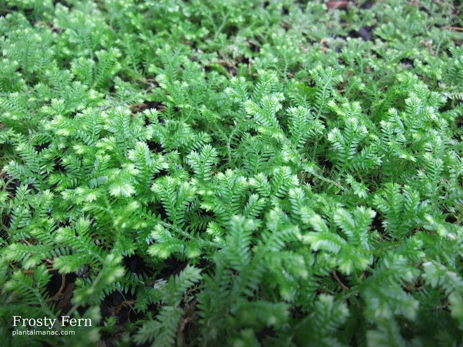 Frosty Fern (Selaginella kraussiana)