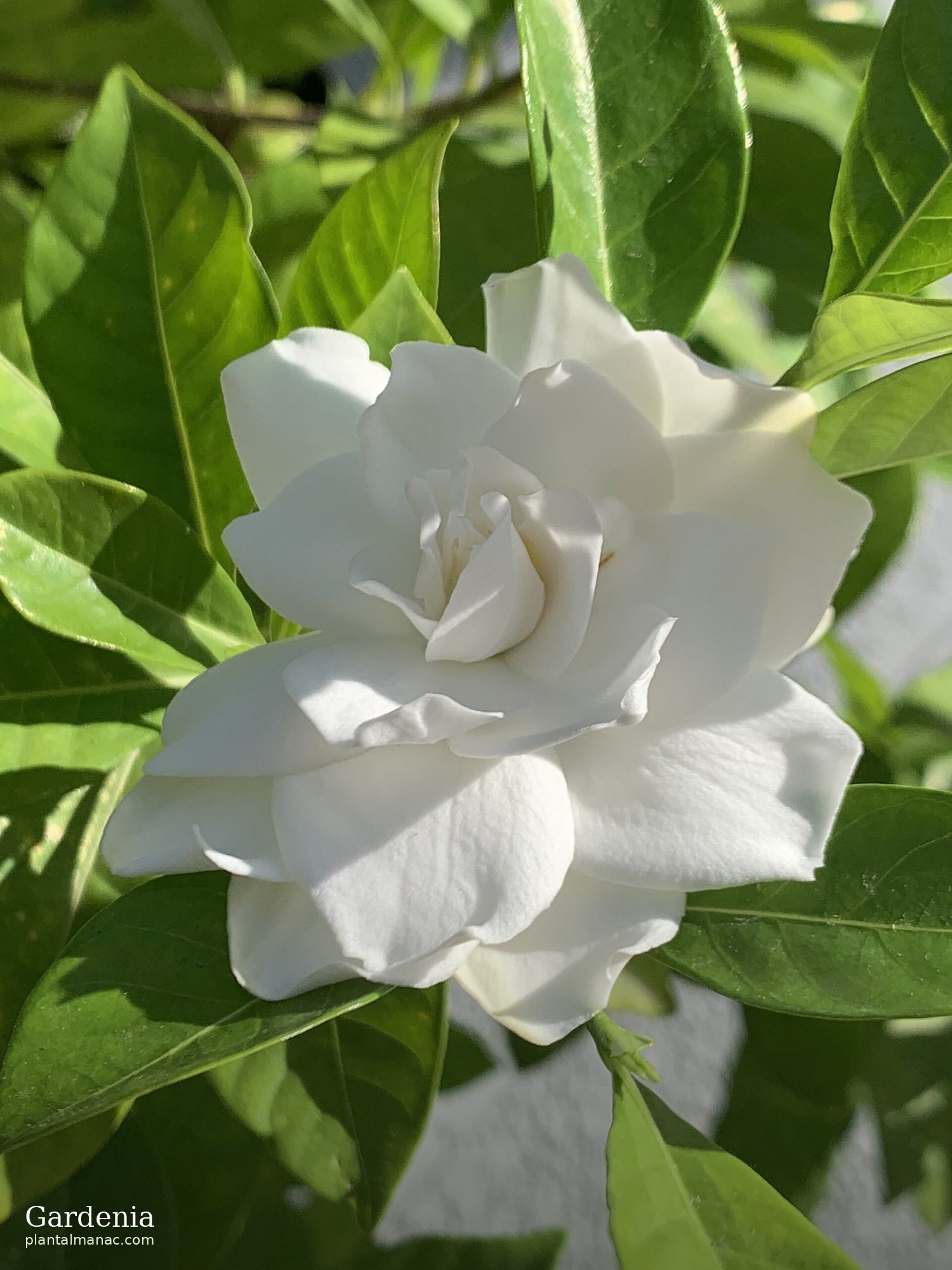 Gardenie (Gardenia jasminoides)