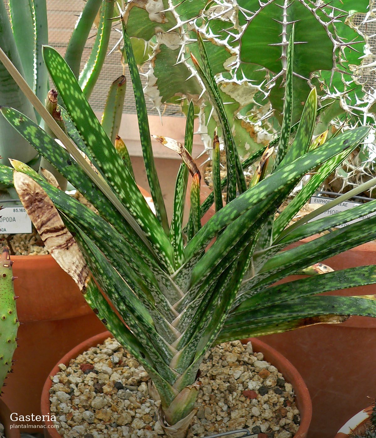 Gasteria (Gasteria bicolor)