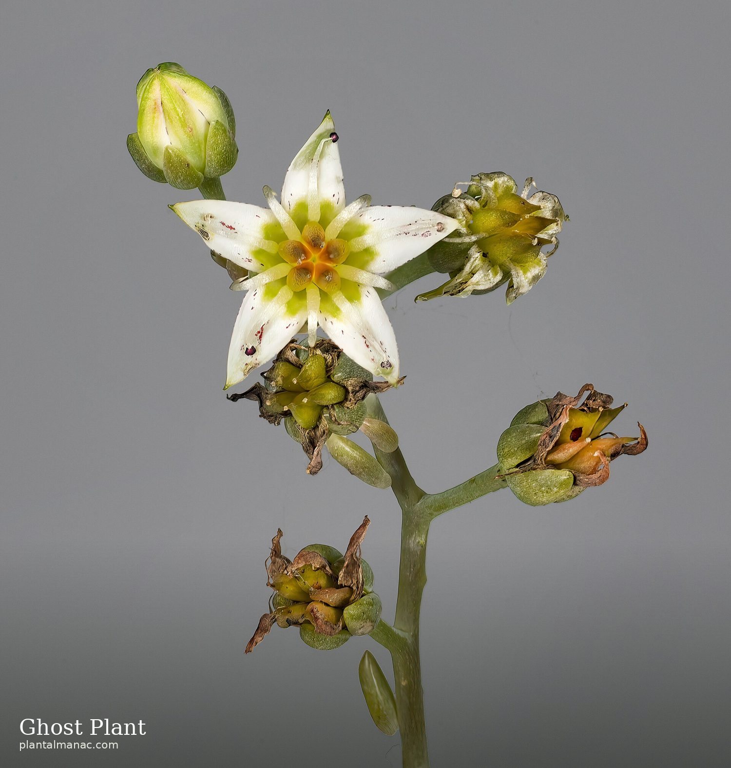 Ghost Plant (Graptopetalum paraguayense)