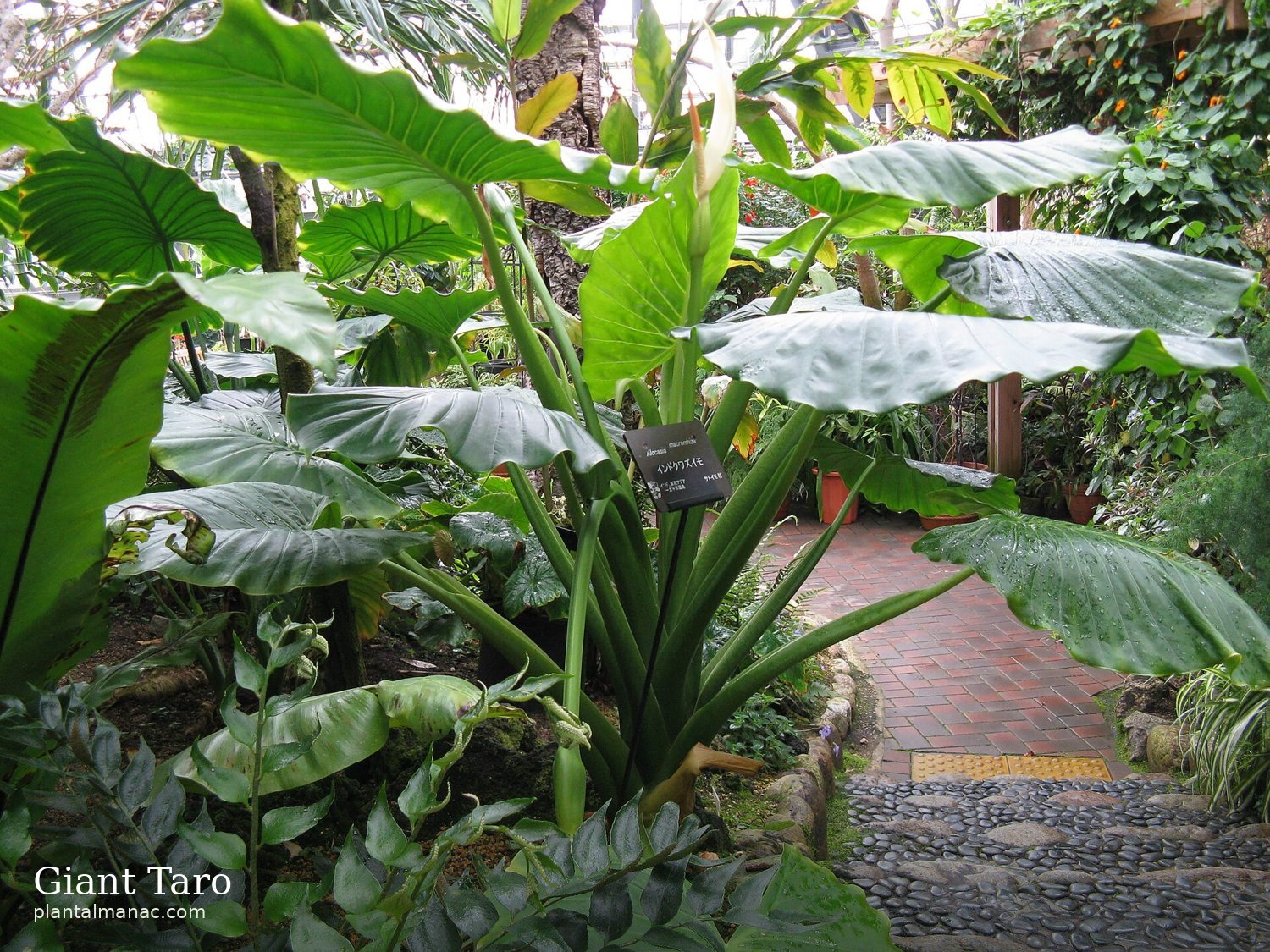 Riesiger Taro (Alocasia macrorrhizos)