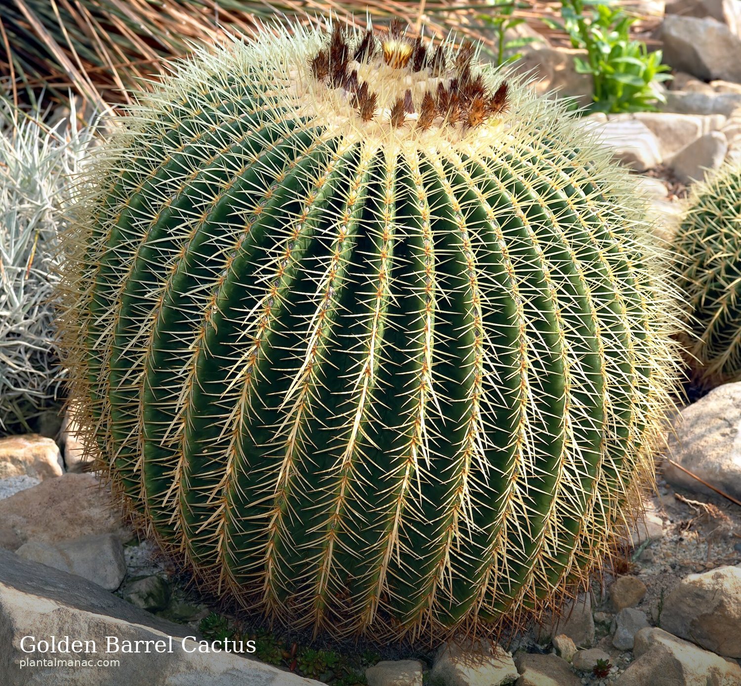 Golden Barrel Cactus (Echinocactus grusonii)
