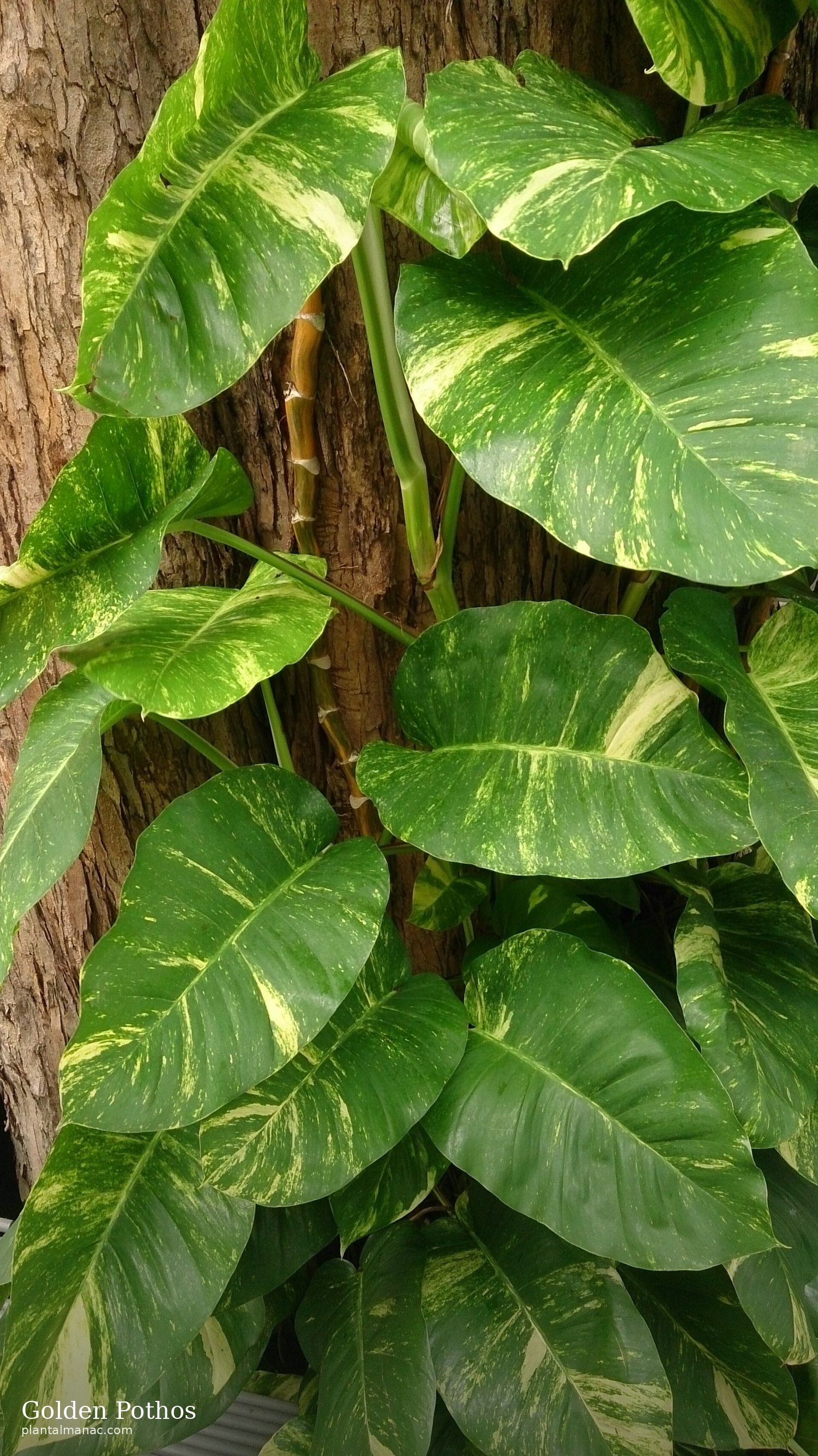 Golden Pothos (Epipremnum aureum)