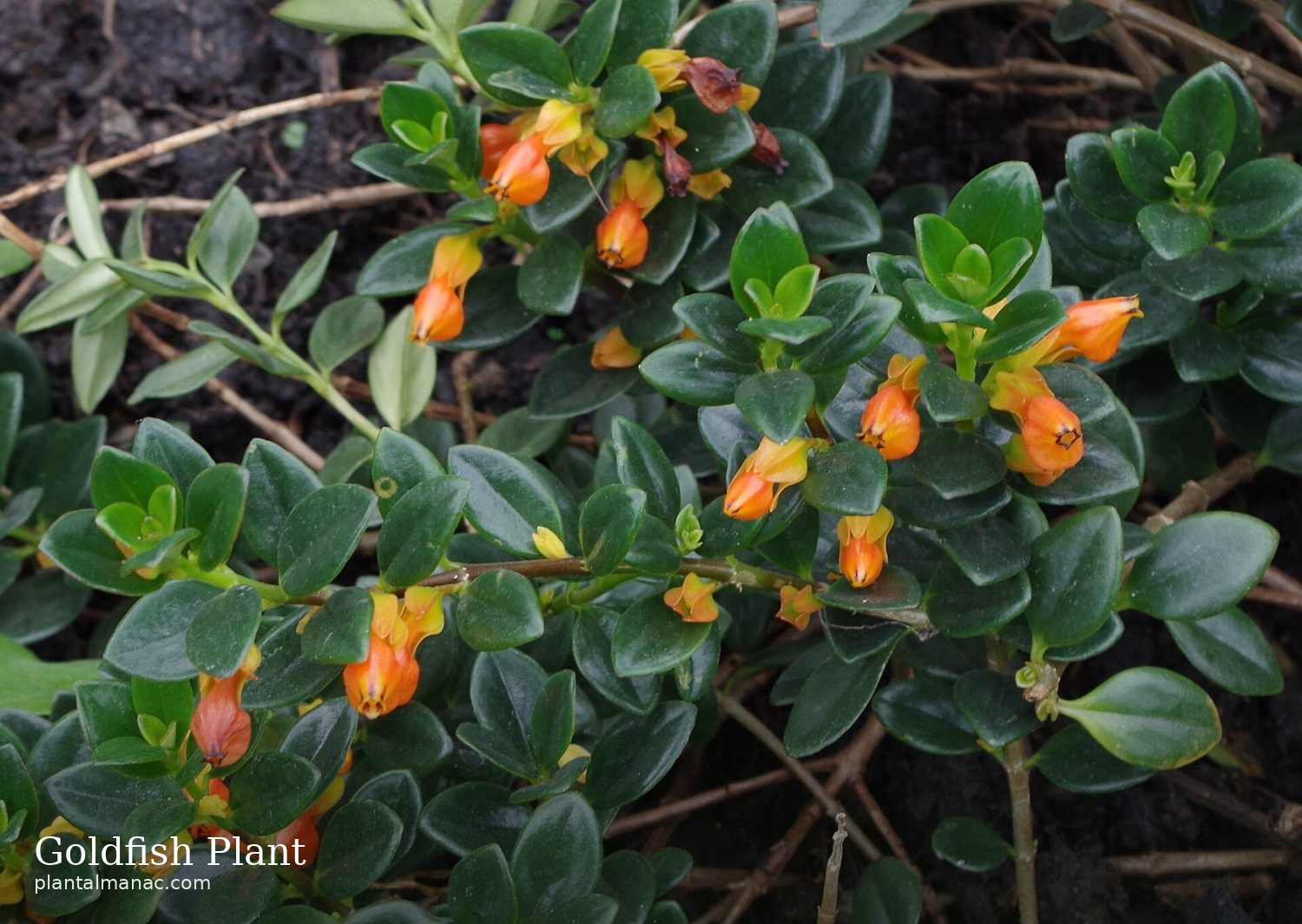 Goldfisch-Pflanze (Nematanthus gregarius)
