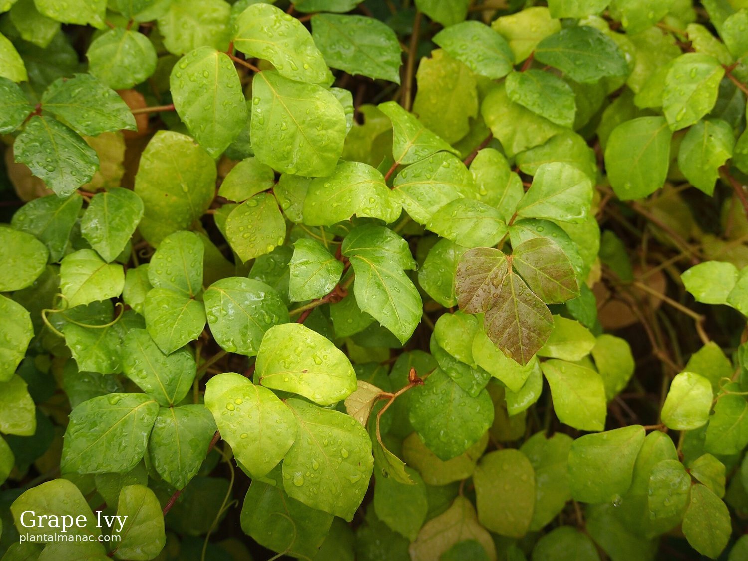 Grape Ivy (Cissus rhombifolia)